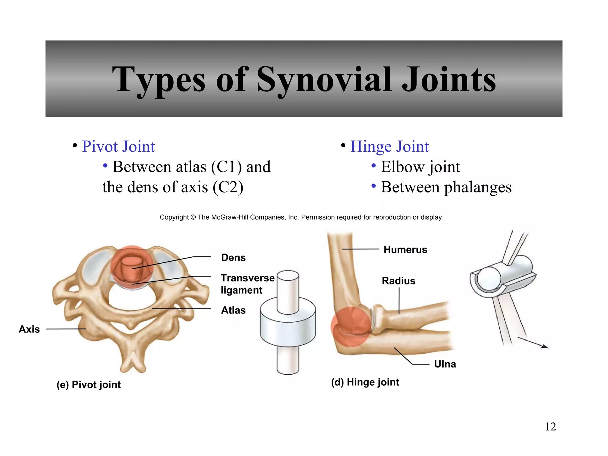 Types of Synovial Joints Pivot Joint Between atlas (C1) and the dens of axis (C2) Hinge Joint Elbow joint Between phalanges Copyright © The McGraw-Hill Companies, Inc. Permission required for reproduction or display. (e) Pivot joint Dens Transverse ligament Atlas Axis (d) Hinge joint Humerus Ulna Radius 