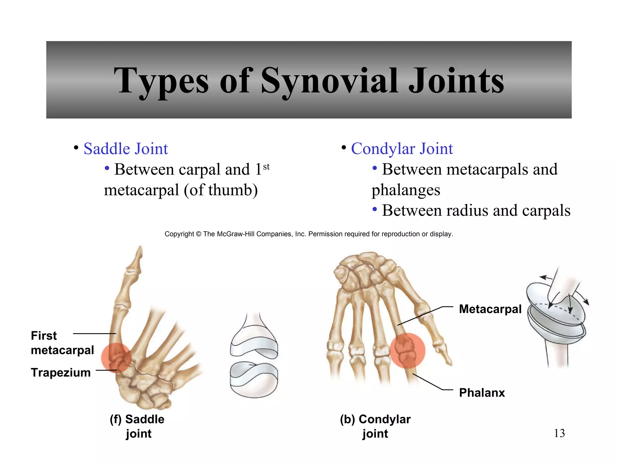 Types of Synovial Joints Saddle Joint Between carpal and 1 st  metacarpal (of thumb) Condylar Joint Between metacarpals and phalanges Between radius and carpals Copyright © The McGraw-Hill Companies, Inc. Permission required for reproduction or display. Metacarpal Phalanx (b) Condylar joint (f) Saddle  joint First metacarpal Trapezium 