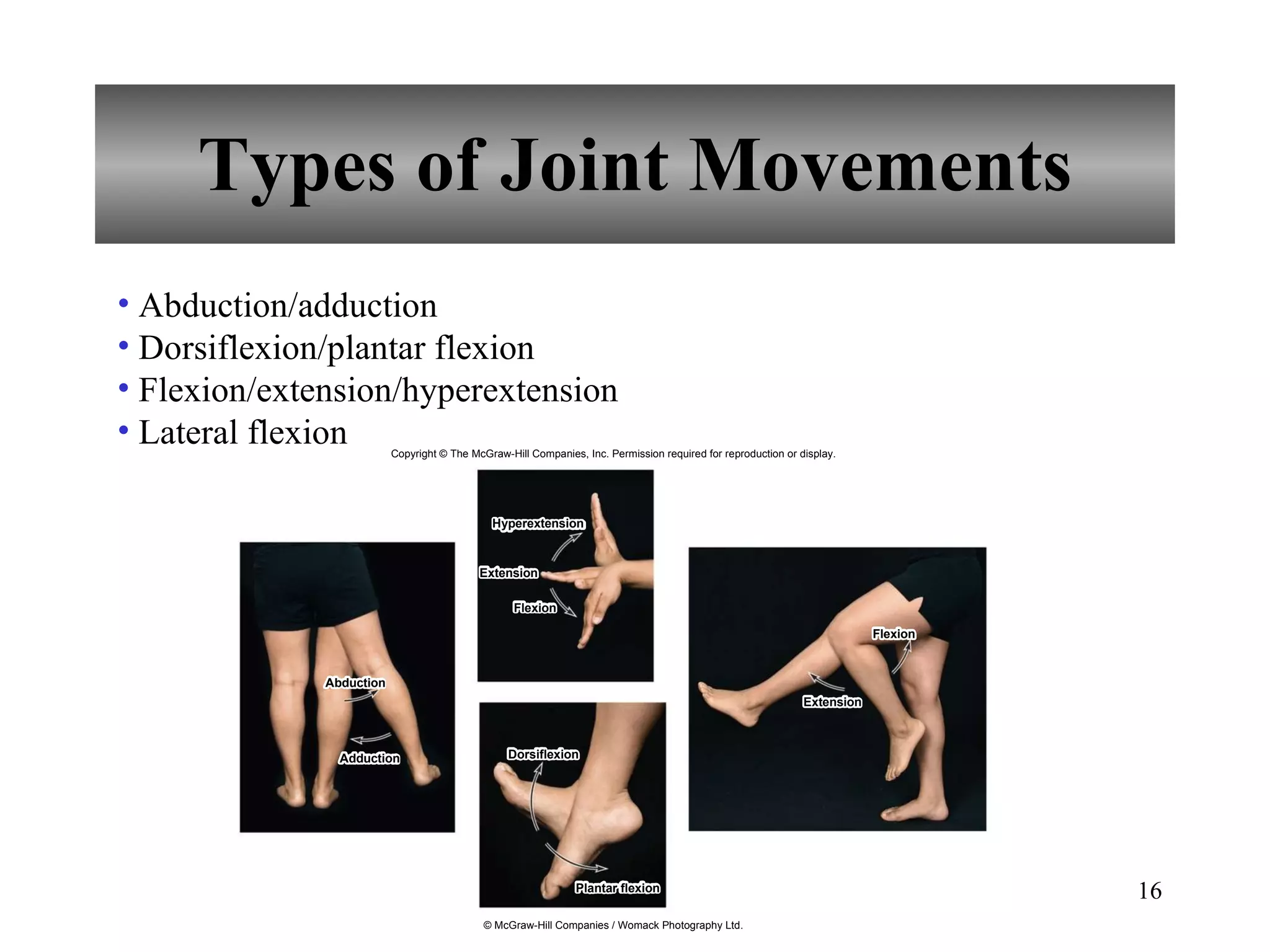 Types of Joint Movements Abduction/adduction Dorsiflexion/plantar flexion Flexion/extension/hyperextension Lateral flexion Copyright © The McGraw-Hill Companies, Inc. Permission required for reproduction or display. Abduction Adduction Extension Flexion Dorsiflexion Plantar flexion Extension Flexion Hyperextension © McGraw-Hill Companies / Womack Photography Ltd. 