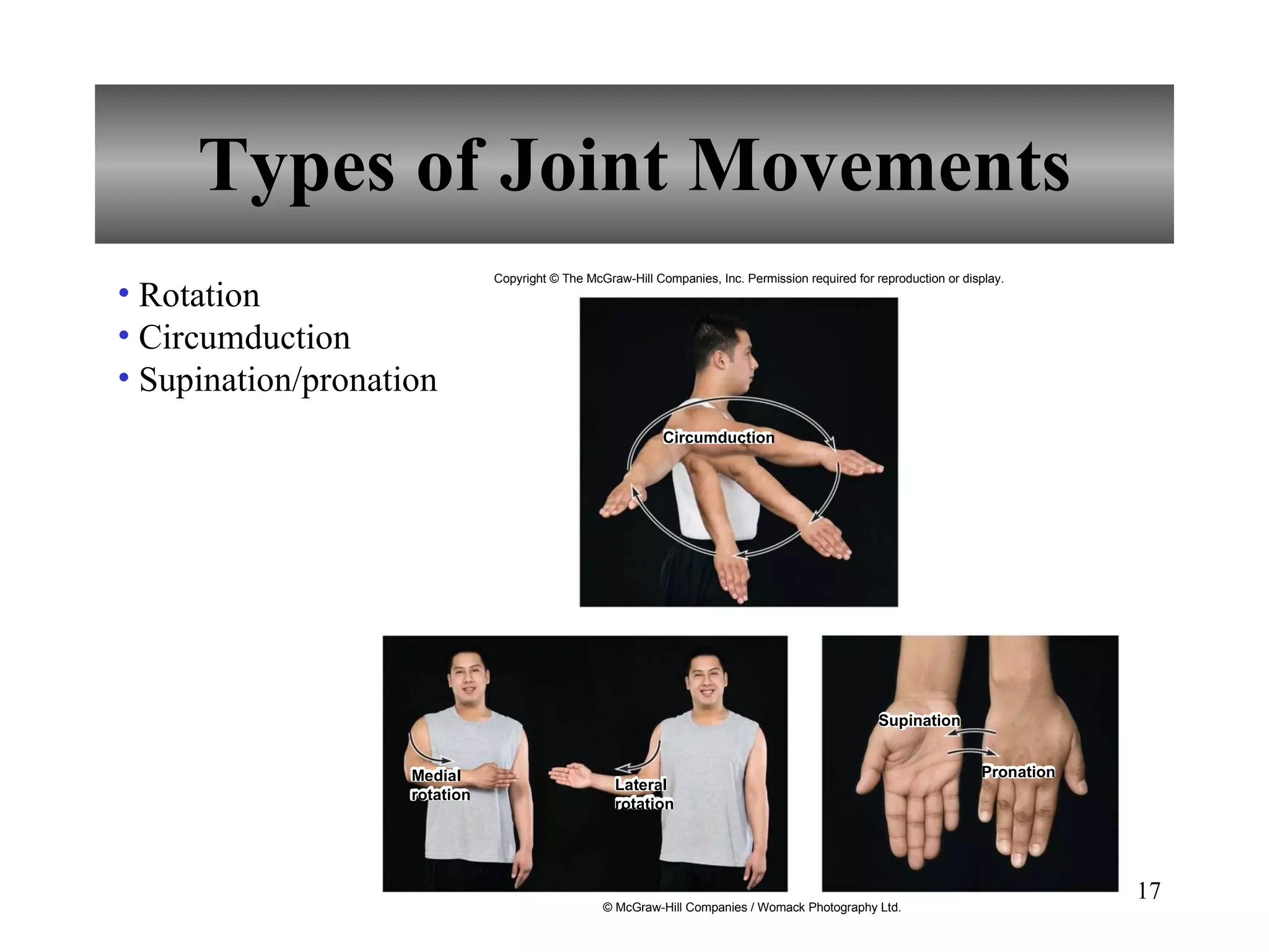 Types of Joint Movements Copyright © The McGraw-Hill Companies, Inc. Permission required for reproduction or display. © McGraw-Hill Companies / Womack Photography Ltd. Circumduction Medial rotation Lateral rotation Supination Pronation Rotation Circumduction Supination/pronation 