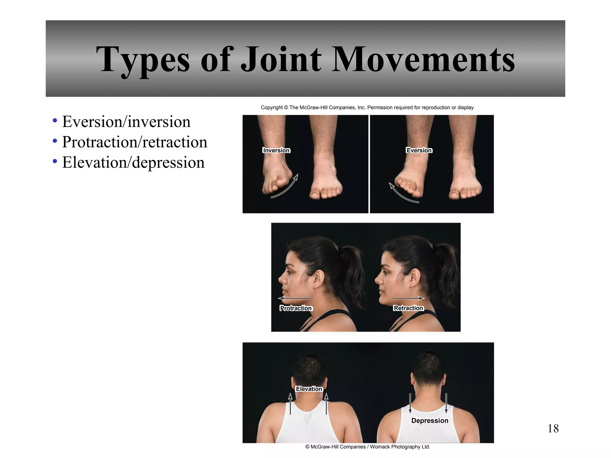 Types of Joint Movements Eversion/inversion Protraction/retraction Elevation/depression Copyright © The McGraw-Hill Companies, Inc. Permission required for reproduction or display. Inversion Eversion Protraction Retraction Elevation Depression © McGraw-Hill Companies / Womack Photography Ltd. 