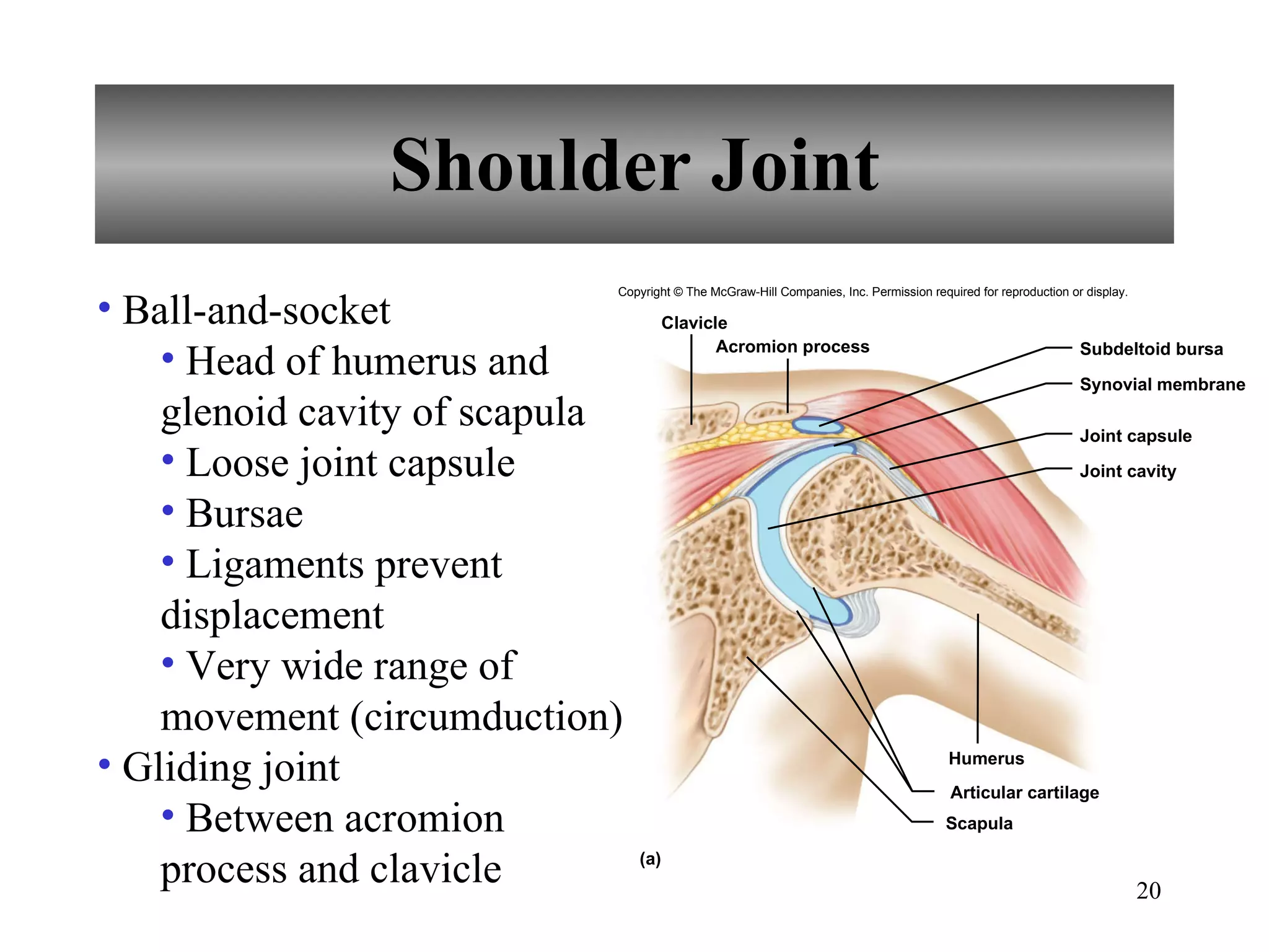 Shoulder Joint Ball-and-socket Head of humerus and glenoid cavity of scapula Loose joint capsule Bursae Ligaments prevent displacement Very wide range of movement (circumduction) Gliding joint Between acromion process and clavicle Copyright © The McGraw-Hill Companies, Inc. Permission required for reproduction or display. Humerus Articular cartilage Scapula Clavicle Acromion process Subdeltoid bursa Synovial membrane Joint capsule Joint cavity (a) 