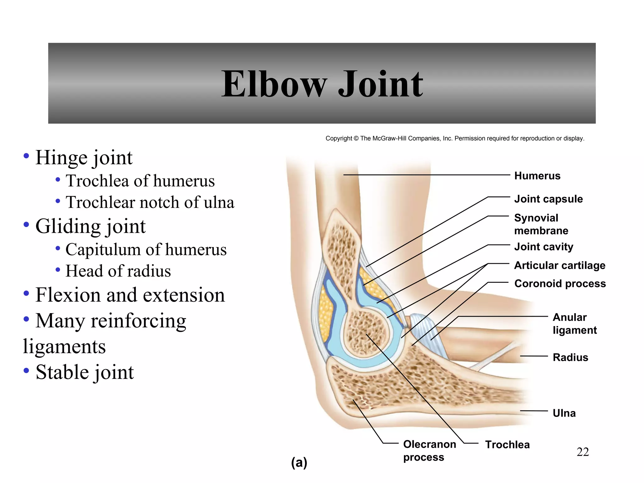 Elbow Joint Hinge joint Trochlea of humerus Trochlear notch of ulna Gliding joint Capitulum of humerus Head of radius Flexion and extension Many reinforcing ligaments Stable joint Copyright © The McGraw-Hill Companies, Inc. Permission required for reproduction or display. Humerus Joint capsule Synovial membrane Joint cavity Articular cartilage Coronoid process Anular ligament Radius Ulna Olecranon process Trochlea (a) 
