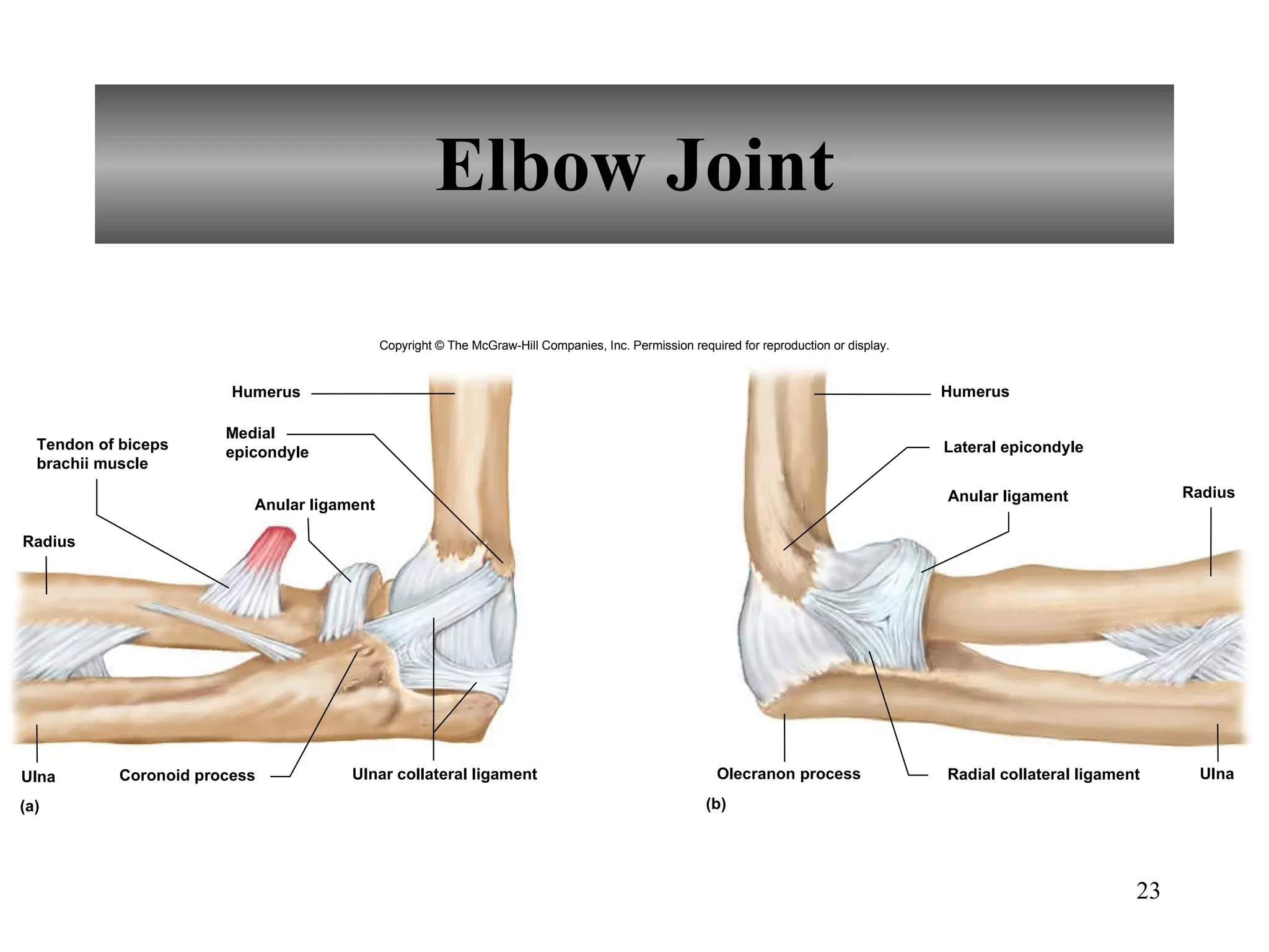 Elbow Joint Radius Tendon of biceps brachii muscle Anular ligament Humerus Medial epicondyle Ulnar collateral ligament Coronoid process Ulna Humerus Lateral epicondyle Anular ligament Radius Olecranon process Radial collateral ligament Ulna (b) (a) Copyright © The McGraw-Hill Companies, Inc. Permission required for reproduction or display. 