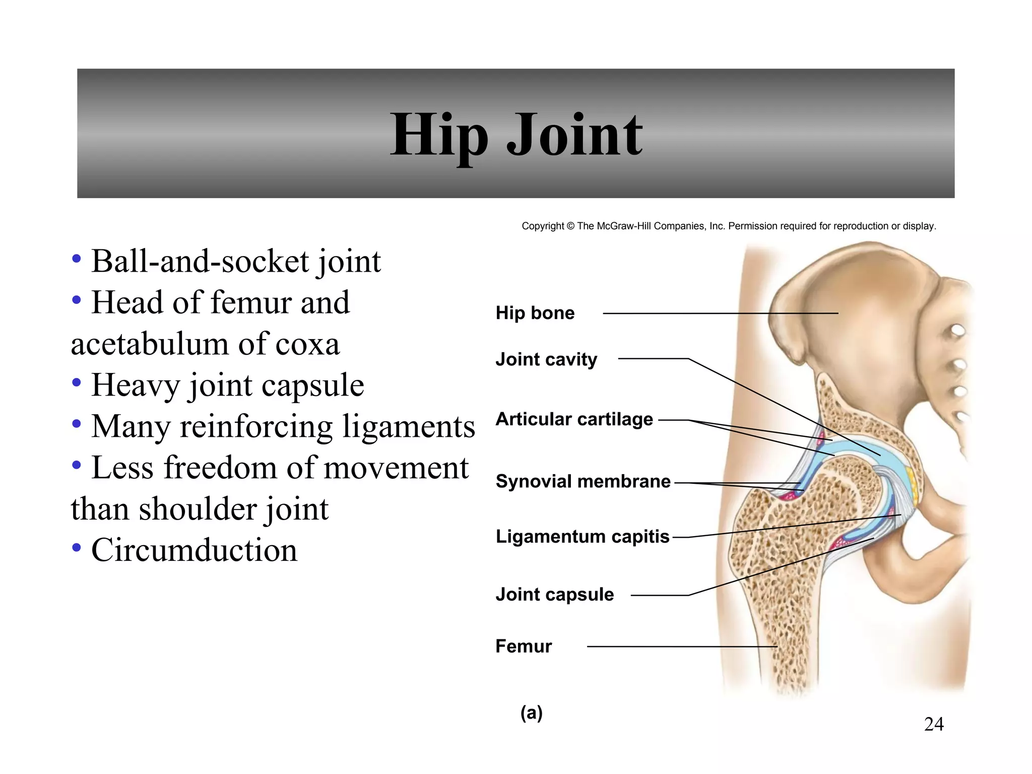 Hip Joint Ball-and-socket joint Head of femur and acetabulum of coxa Heavy joint capsule Many reinforcing ligaments Less freedom of movement than shoulder joint Circumduction Copyright © The McGraw-Hill Companies, Inc. Permission required for reproduction or display. Hip bone Joint cavity Articular cartilage Synovial membrane Joint capsule Ligamentum capitis Femur (a) 
