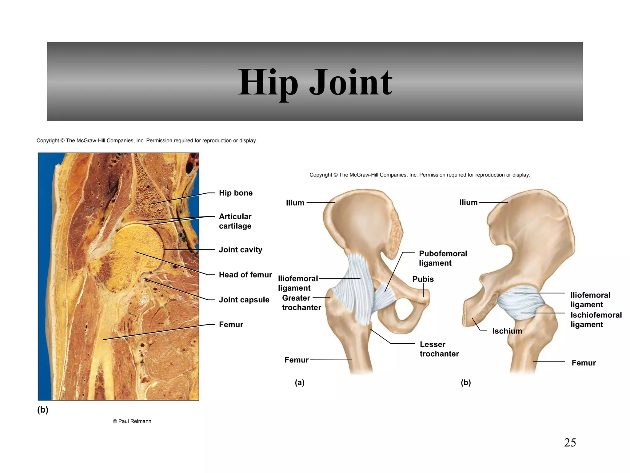 Hip Joint Copyright © The McGraw-Hill Companies, Inc. Permission required for reproduction or display. (b) Joint cavity Articular cartilage Hip bone Head of femur Joint capsule Femur © Paul Reimann Ilium Iliofemoral ligament Greater trochanter Femur Lesser trochanter Pubis Pubofemoral ligament Ischium Iliofemoral ligament Ischiofemoral ligament Femur Ilium (a) (b) Copyright © The McGraw-Hill Companies, Inc. Permission required for reproduction or display. 