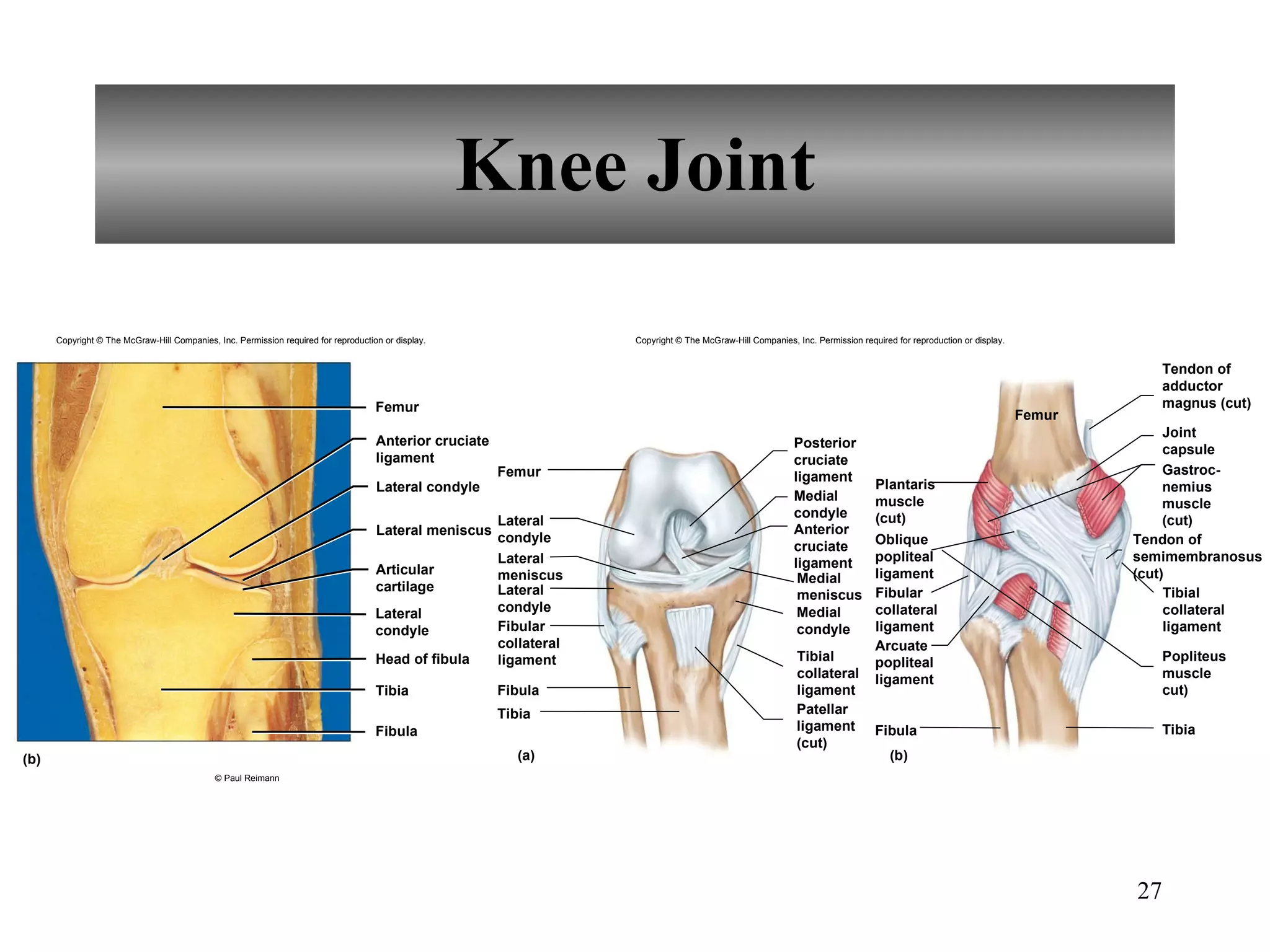 Knee Joint Copyright © The McGraw-Hill Companies, Inc. Permission required for reproduction or display. Anterior cruciate ligament Femur (b) Lateral condyle Lateral meniscus Articular cartilage Lateral condyle Head of fibula Tibia Fibula © Paul Reimann Gastroc- nemius muscle (cut) Popliteus muscle cut) Oblique popliteal ligament Arcuate popliteal ligament Fibula Tibia Femur Joint capsule Fibular collateral ligament Plantaris muscle (cut) Tibial collateral ligament Tendon of semimembranosus (cut) (a) (b) Femur Lateral condyle Lateral meniscus Lateral condyle Fibular collateral ligament Fibula Tibia Medial condyle Anterior cruciate ligament Medial meniscus Medial condyle Tibial collateral ligament Patellar ligament (cut) Posterior cruciate ligament Tendon of adductor magnus (cut) Copyright © The McGraw-Hill Companies, Inc. Permission required for reproduction or display. 
