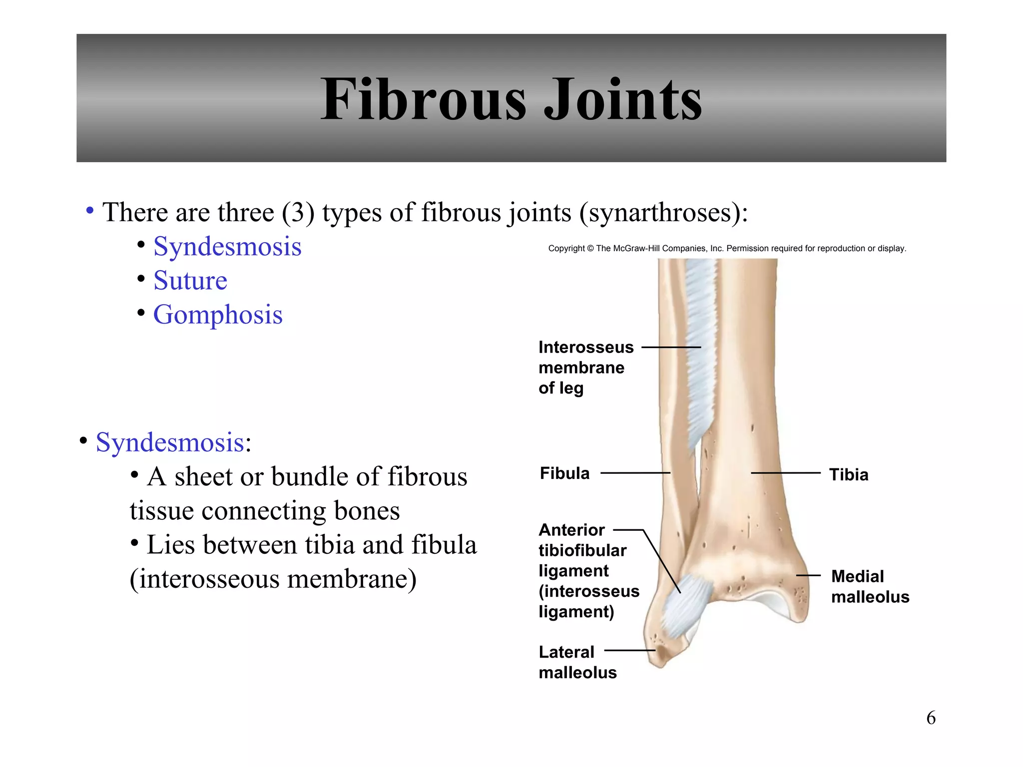Fibrous Joints There are three (3) types of fibrous joints (synarthroses): Syndesmosis Suture Gomphosis Syndesmosis : A sheet or bundle of fibrous tissue connecting bones Lies between tibia and fibula (interosseous membrane) Copyright © The McGraw-Hill Companies, Inc. Permission required for reproduction or display. Fibula Interosseus membrane of leg Tibia Medial malleolus Anterior tibiofibular ligament (interosseus ligament) Lateral malleolus 