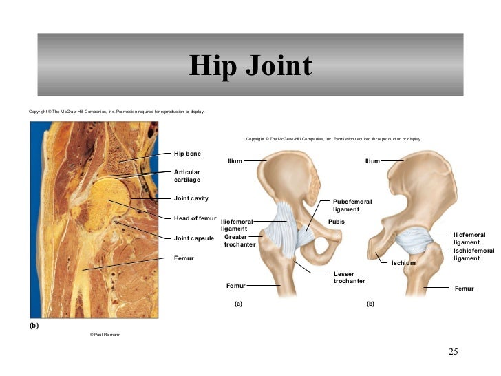 Chapter 8 Joints of the Skeletal System
