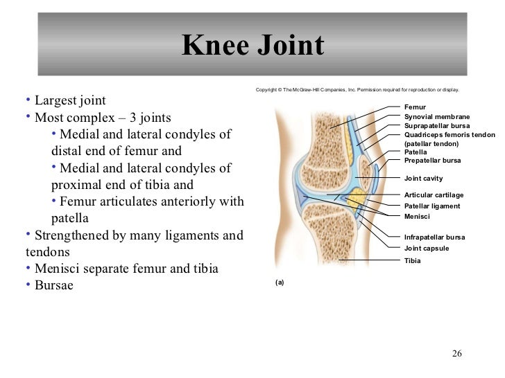 Chapter 8 Joints of the Skeletal System