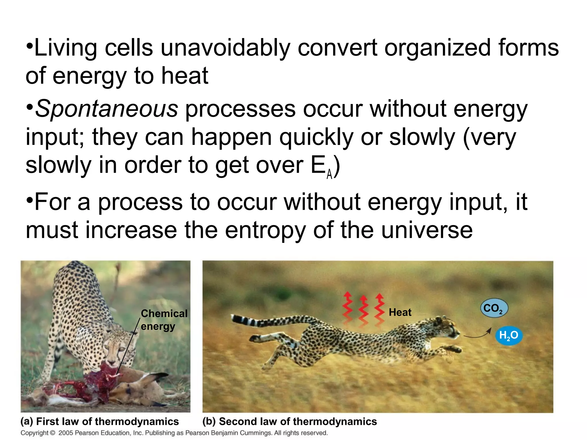 Chemical
energy
Heat CO2
First law of thermodynamics Second law of thermodynamics
H2O
•Living cells unavoidably convert organized forms
of energy to heat
•Spontaneous processes occur without energy
input; they can happen quickly or slowly (very
slowly in order to get over EA)
•For a process to occur without energy input, it
must increase the entropy of the universe
 
