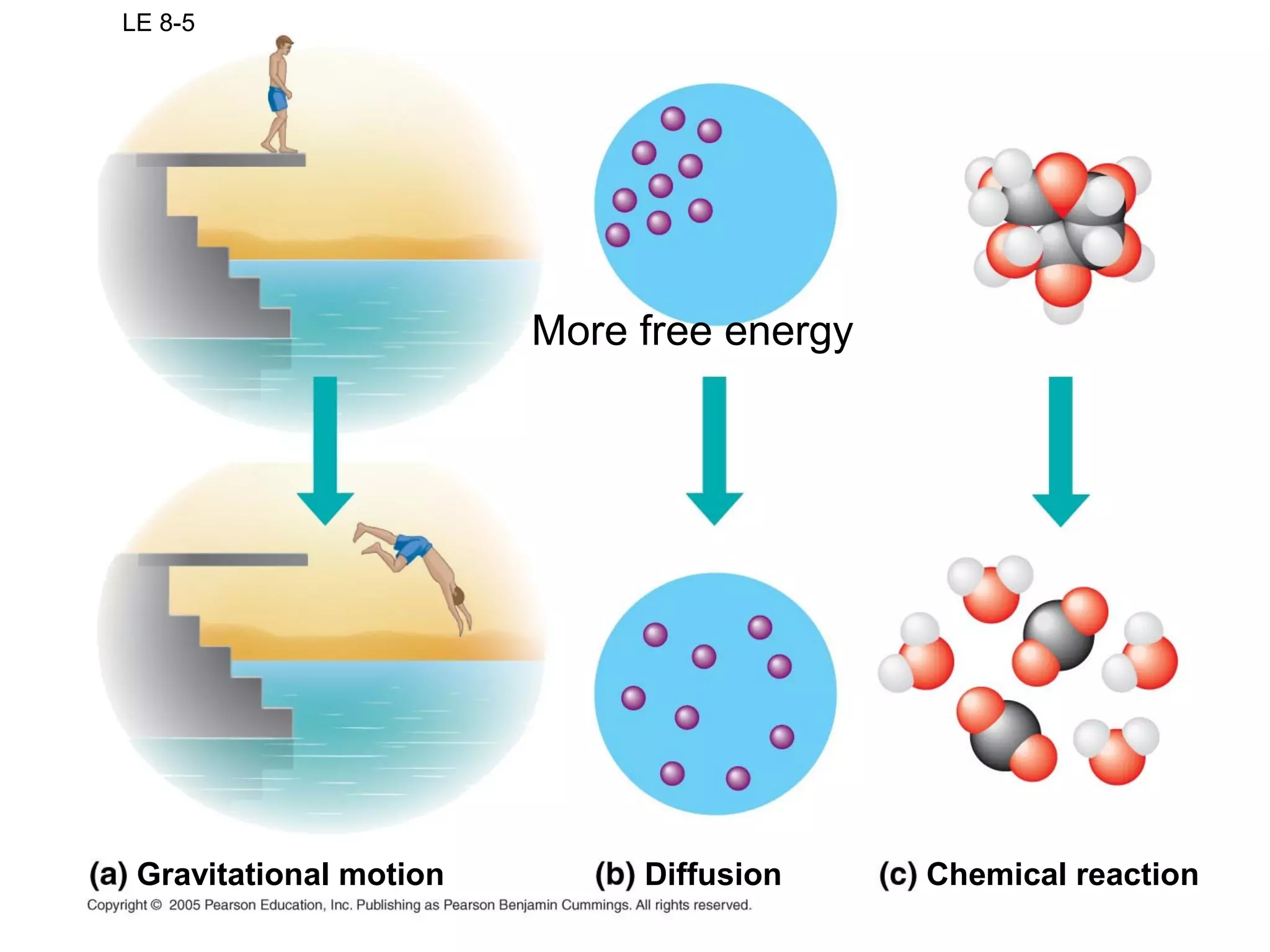LE 8-5
Gravitational motion Diffusion Chemical reaction
More free energy
 