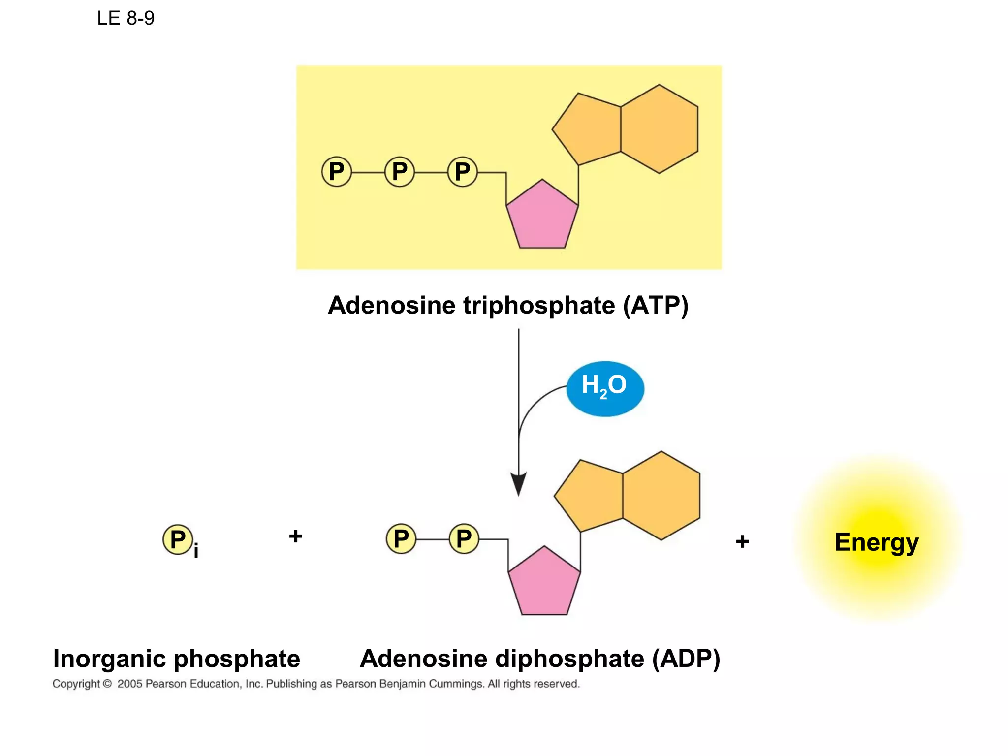 LE 8-9
Adenosine triphosphate (ATP)
Energy
P P P
PPP i
Adenosine diphosphate (ADP)Inorganic phosphate
H2O
+ +
 