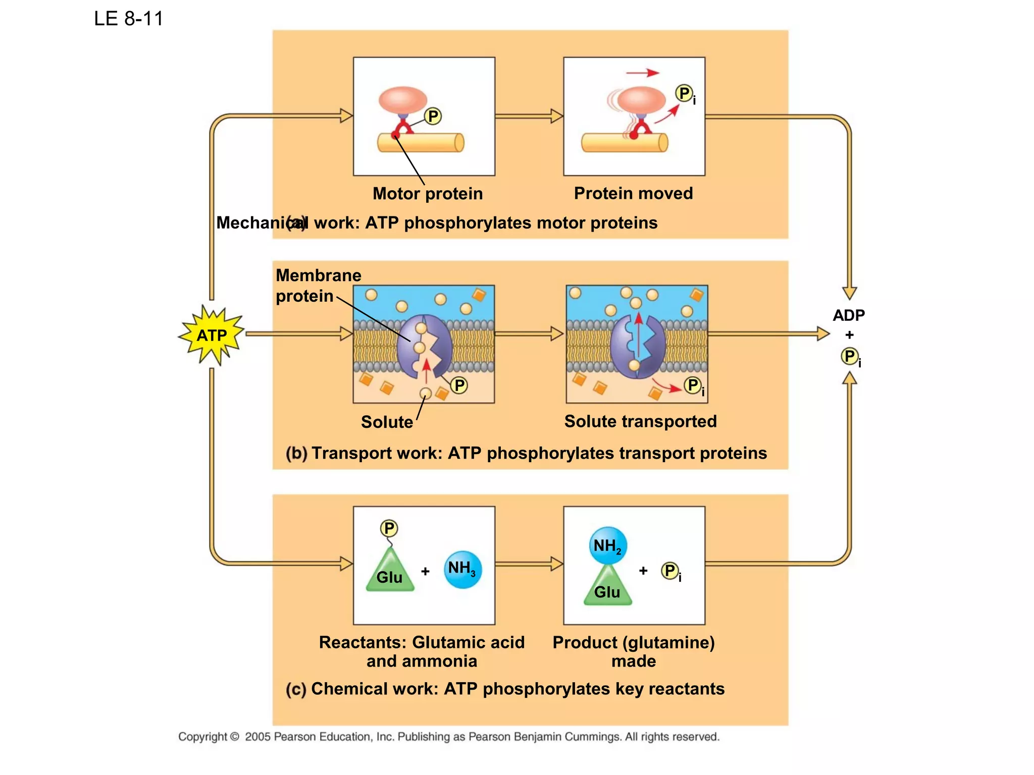 LE 8-11
NH2
Glu
P i
P i
P i
P i
Glu
NH3
P
P
P
ATP
ADP
Motor protein
Mechanical work: ATP phosphorylates motor proteins
Protein moved
Membrane
protein
Solute
Transport work: ATP phosphorylates transport proteins
Solute transported
Chemical work: ATP phosphorylates key reactants
Reactants: Glutamic acid
and ammonia
Product (glutamine)
made
+ +
+
 