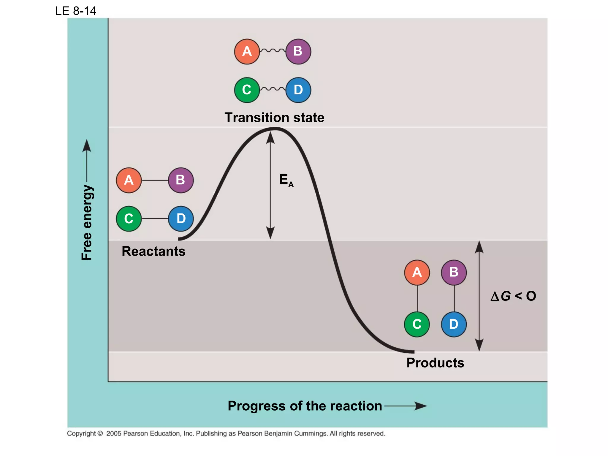 LE 8-14
Transition state
C D
A B
EA
Products
C D
A B
∆G < O
Progress of the reaction
Reactants
C D
A B
Freeenergy
 