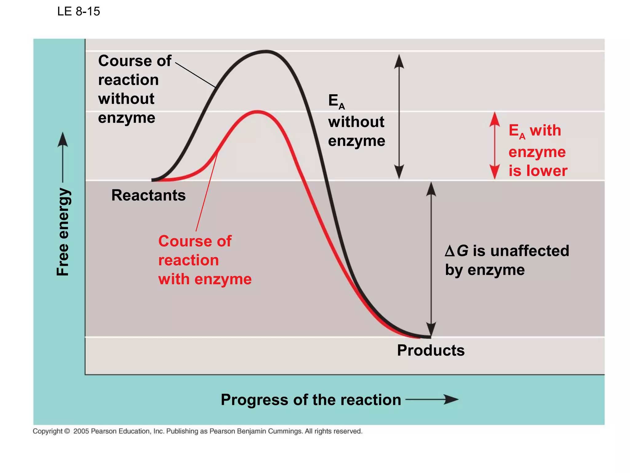LE 8-15
Course of
reaction
without
enzyme
EA
without
enzyme
∆G is unaffected
by enzyme
Progress of the reaction
Freeenergy
EA with
enzyme
is lower
Course of
reaction
with enzyme
Reactants
Products
 