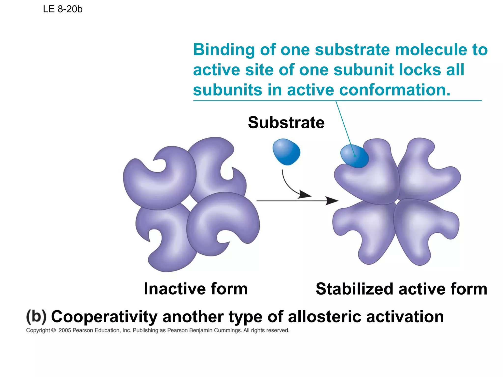 LE 8-20b
Substrate
Binding of one substrate molecule to
active site of one subunit locks all
subunits in active conformation.
Cooperativity another type of allosteric activation
Stabilized active formInactive form
 