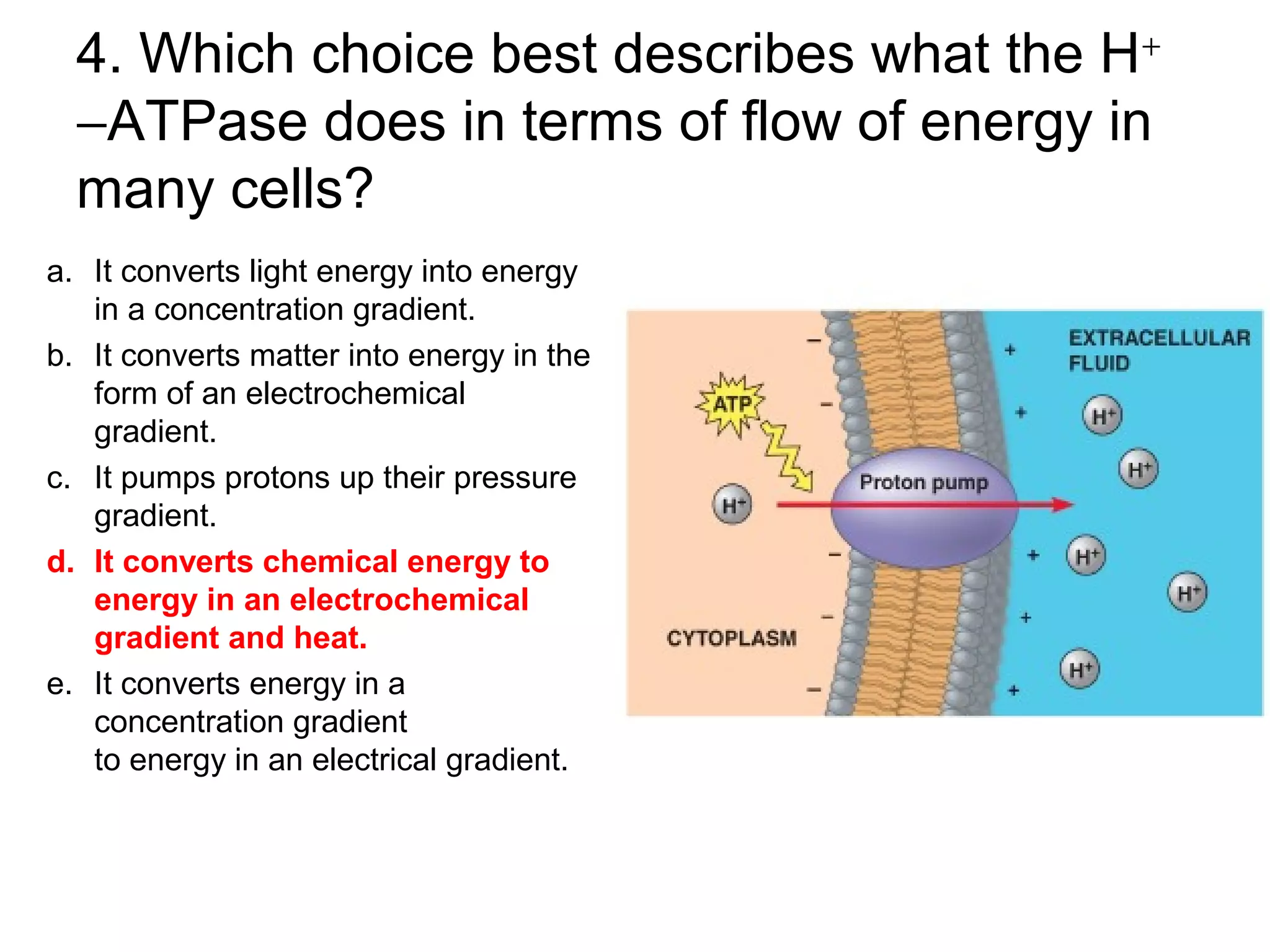 4. Which choice best describes what the H+
−ATPase does in terms of flow of energy in
many cells?
a. It converts light energy into energy
in a concentration gradient.
b. It converts matter into energy in the
form of an electrochemical
gradient.
c. It pumps protons up their pressure
gradient.
d. It converts chemical energy to
energy in an electrochemical
gradient and heat.
e. It converts energy in a
concentration gradient
to energy in an electrical gradient.
 