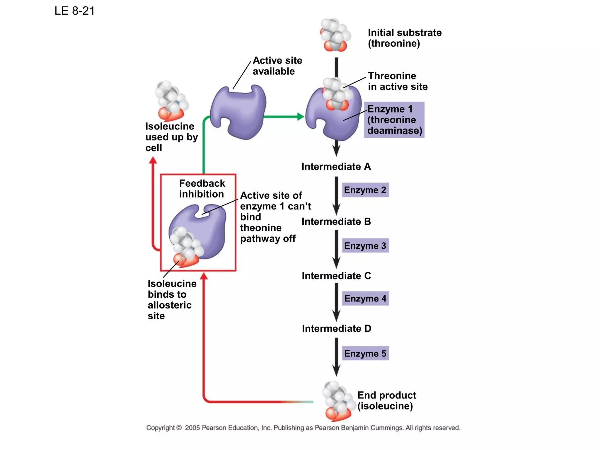 LE 8-21
Active site
available
Initial substrate
(threonine)
Threonine
in active site
Enzyme 1
(threonine
deaminase)
Enzyme 2
Intermediate A
Isoleucine
used up by
cell
Feedback
inhibition Active site of
enzyme 1 can’t
bind
theonine
pathway off
Isoleucine
binds to
allosteric
site
Enzyme 3
Intermediate B
Enzyme 4
Intermediate C
Enzyme 5
Intermediate D
End product
(isoleucine)
 