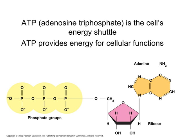 Chapter 8 metabolism