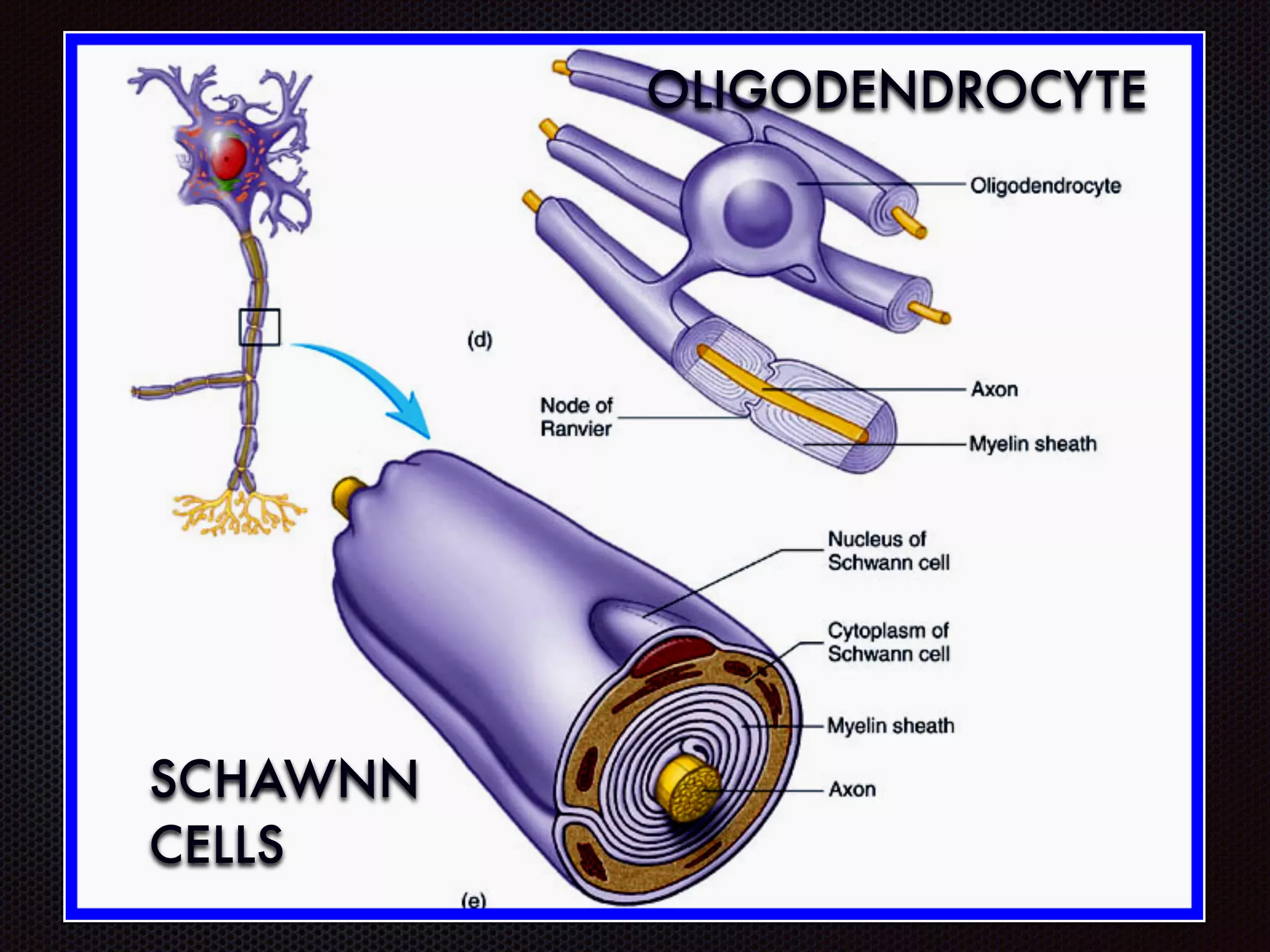 OLIGODENDROCYTE
SCHAWNN
CELLS
 