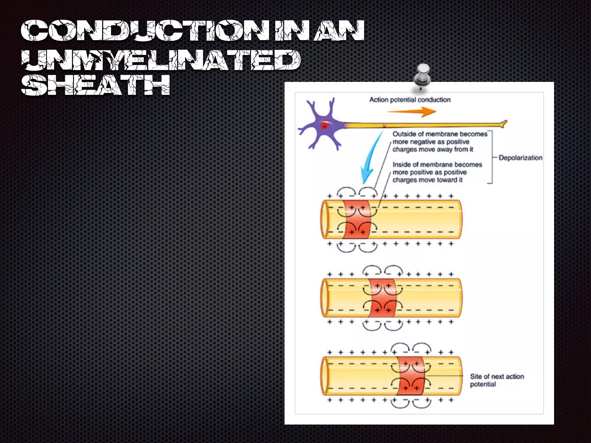 conduction in an
unmyelinated
sheath
 