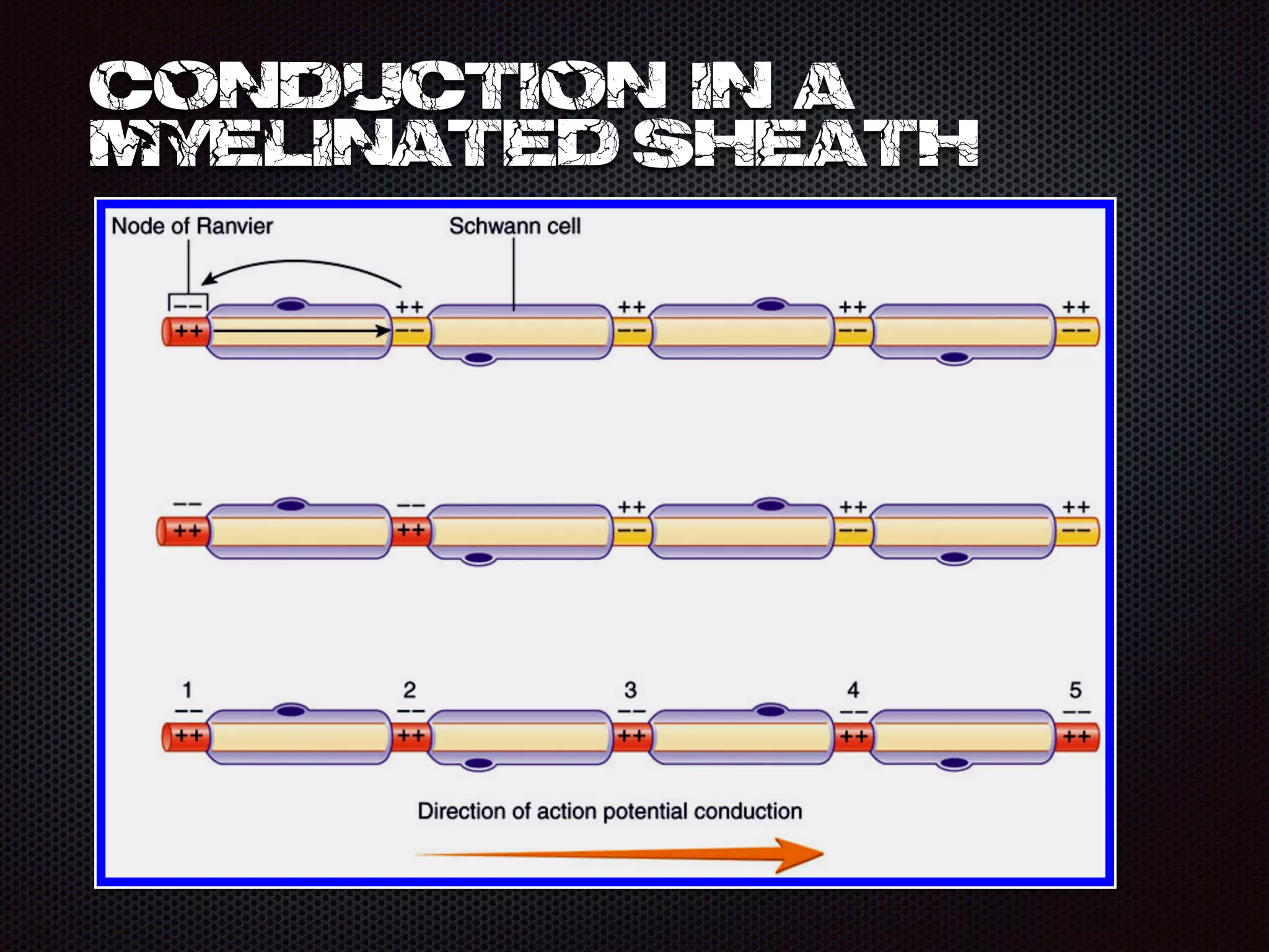 conduction in a
myelinated sheath
 