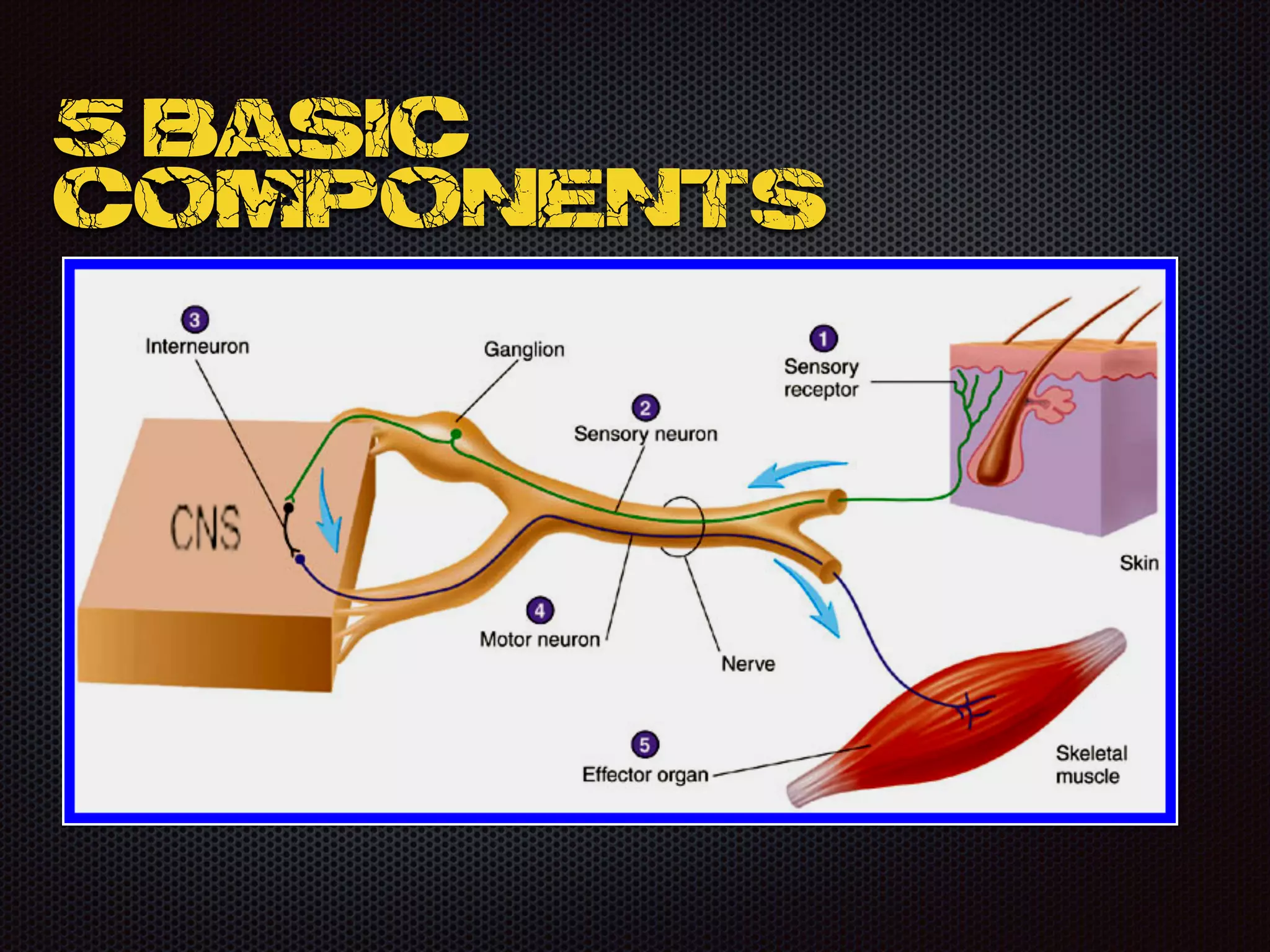 5 Basic
components
 