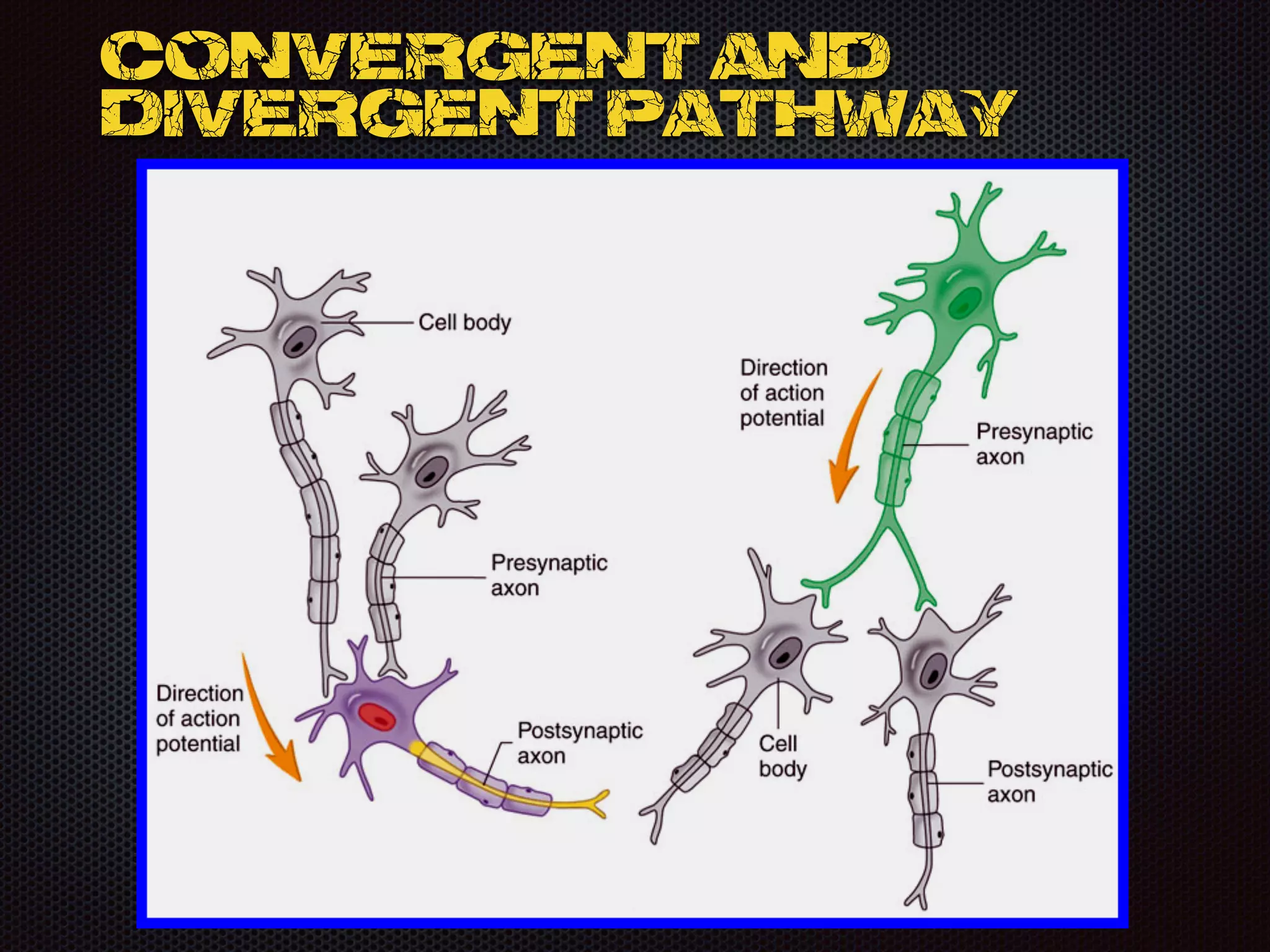 Convergent and
divergent pathway
 