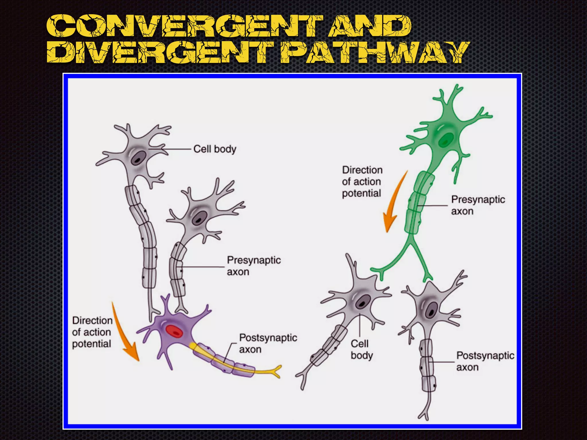 Convergent and
divergent pathway
 