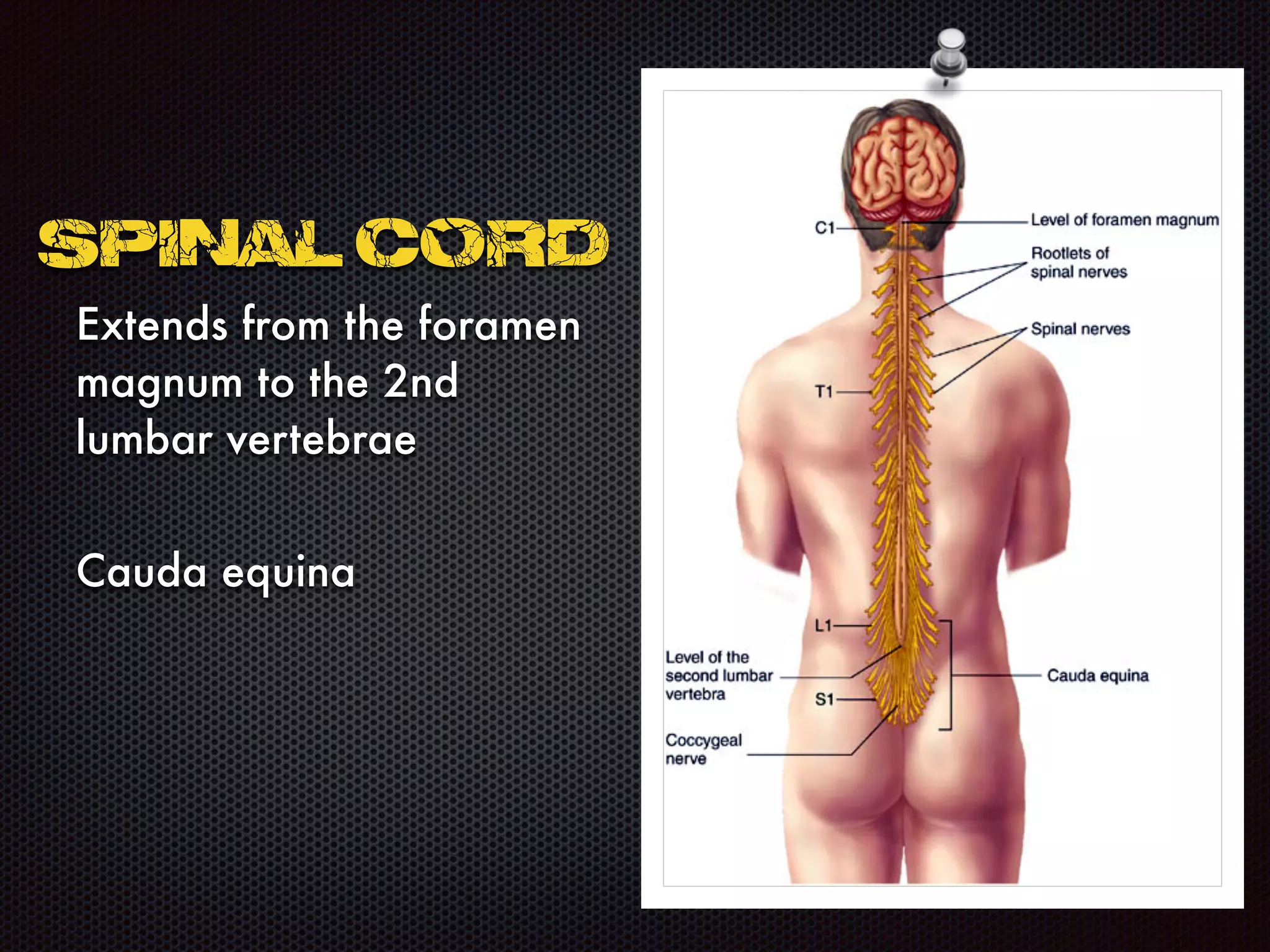 SPINAL CORD
Extends from the foramen
magnum to the 2nd
lumbar vertebrae
Cauda equina
 