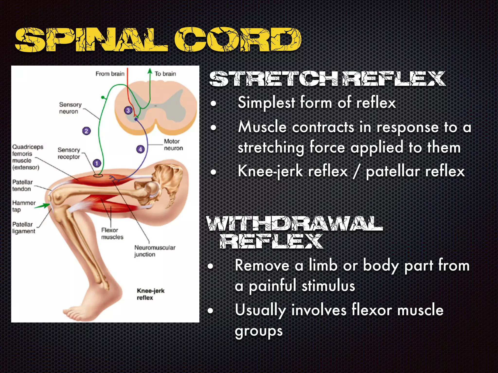 SPINAL CORD
STRETCH REFLEX
• Simplest form of reflex
• Muscle contracts in response to a
stretching force applied to them
• Knee-jerk reflex / patellar reflex
WITHDRAWAL
REFLEX
• Remove a limb or body part from
a painful stimulus
• Usually involves flexor muscle
groups
 