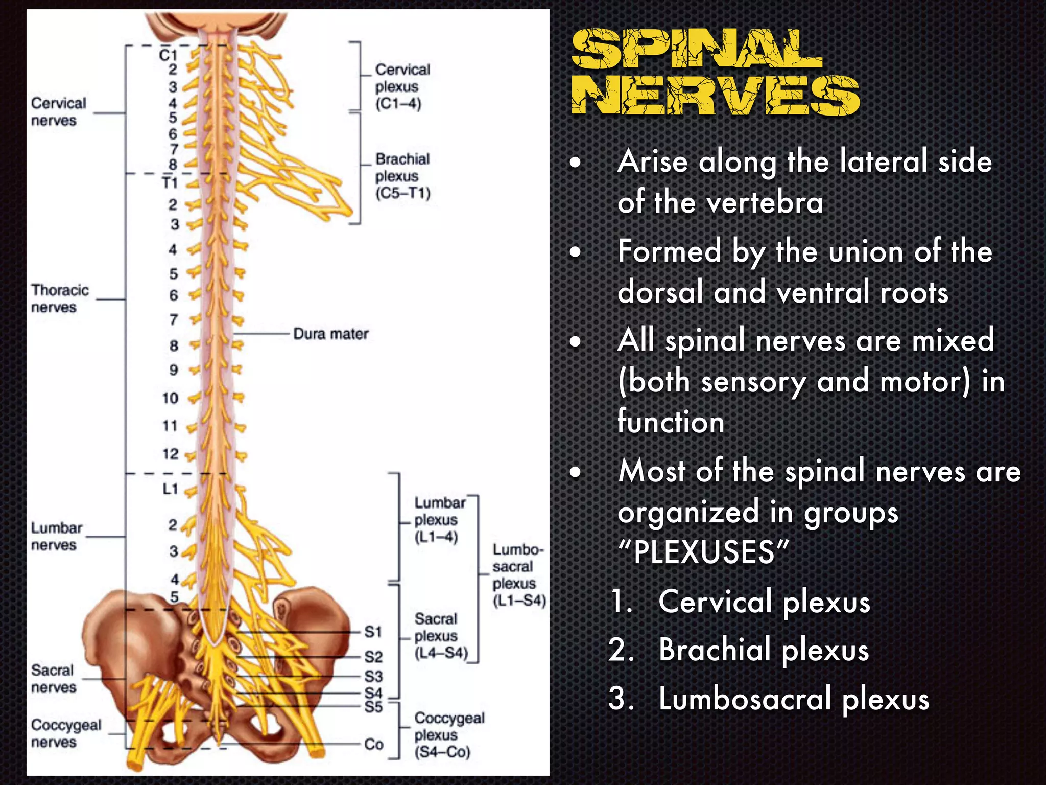 Spinal
Nerves
• Arise along the lateral side
of the vertebra
• Formed by the union of the
dorsal and ventral roots
• All spinal nerves are mixed
(both sensory and motor) in
function
• Most of the spinal nerves are
organized in groups
“PLEXUSES”
1. Cervical plexus
2. Brachial plexus
3. Lumbosacral plexus
 