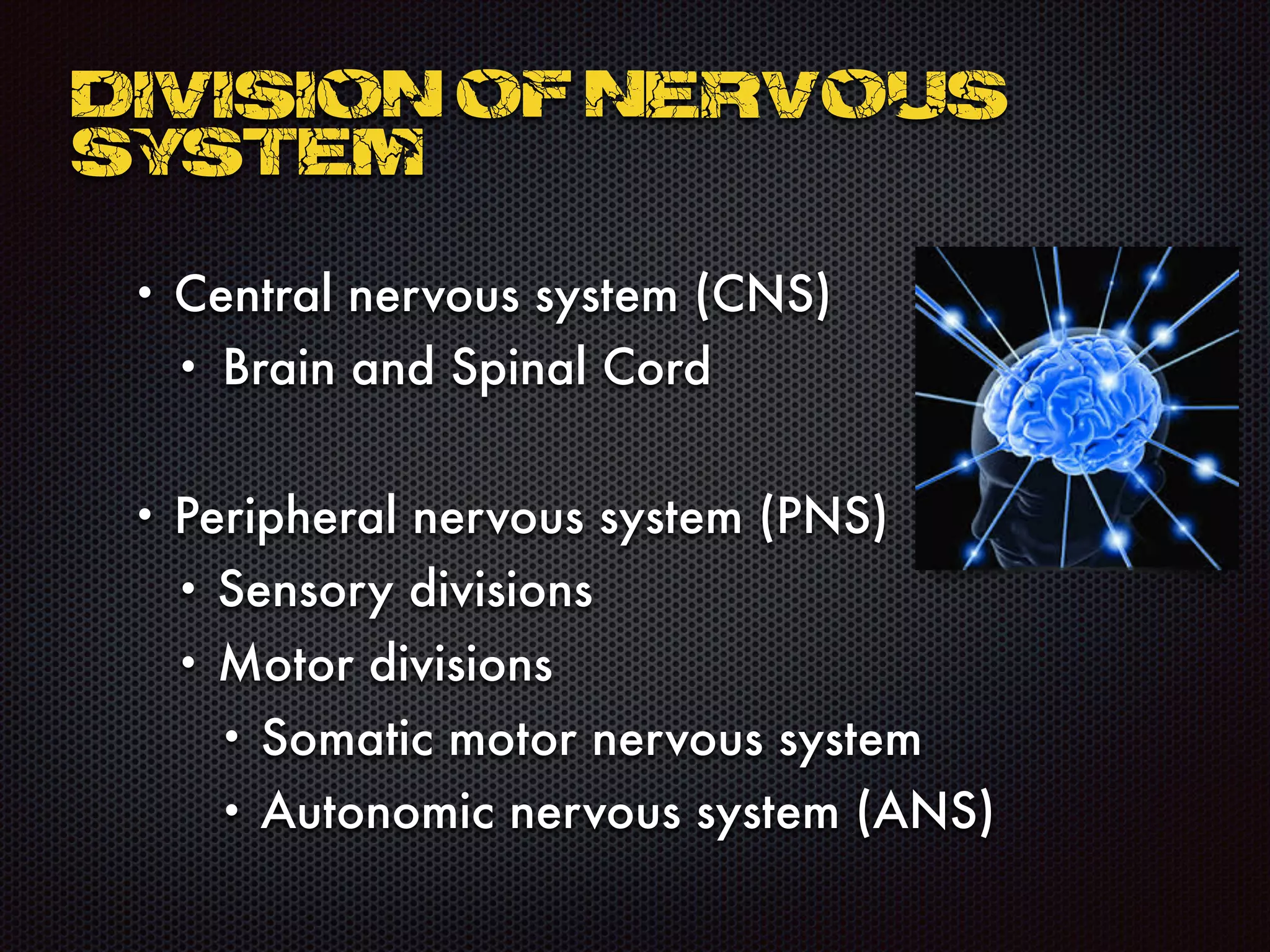• Central nervous system (CNS)
• Brain and Spinal Cord
• Peripheral nervous system (PNS)
• Sensory divisions
• Motor divisions
• Somatic motor nervous system
• Autonomic nervous system (ANS)
Division of Nervous
System
 