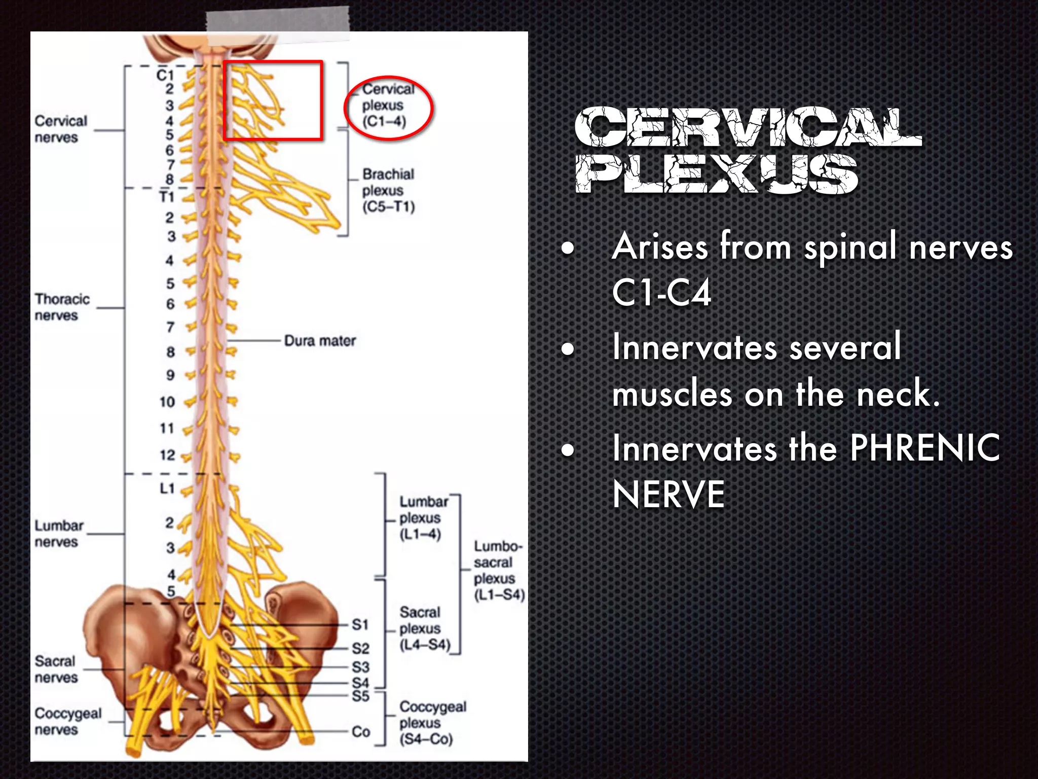 Cervical
plexus
• Arises from spinal nerves
C1-C4
• Innervates several
muscles on the neck.
• Innervates the PHRENIC
NERVE
 