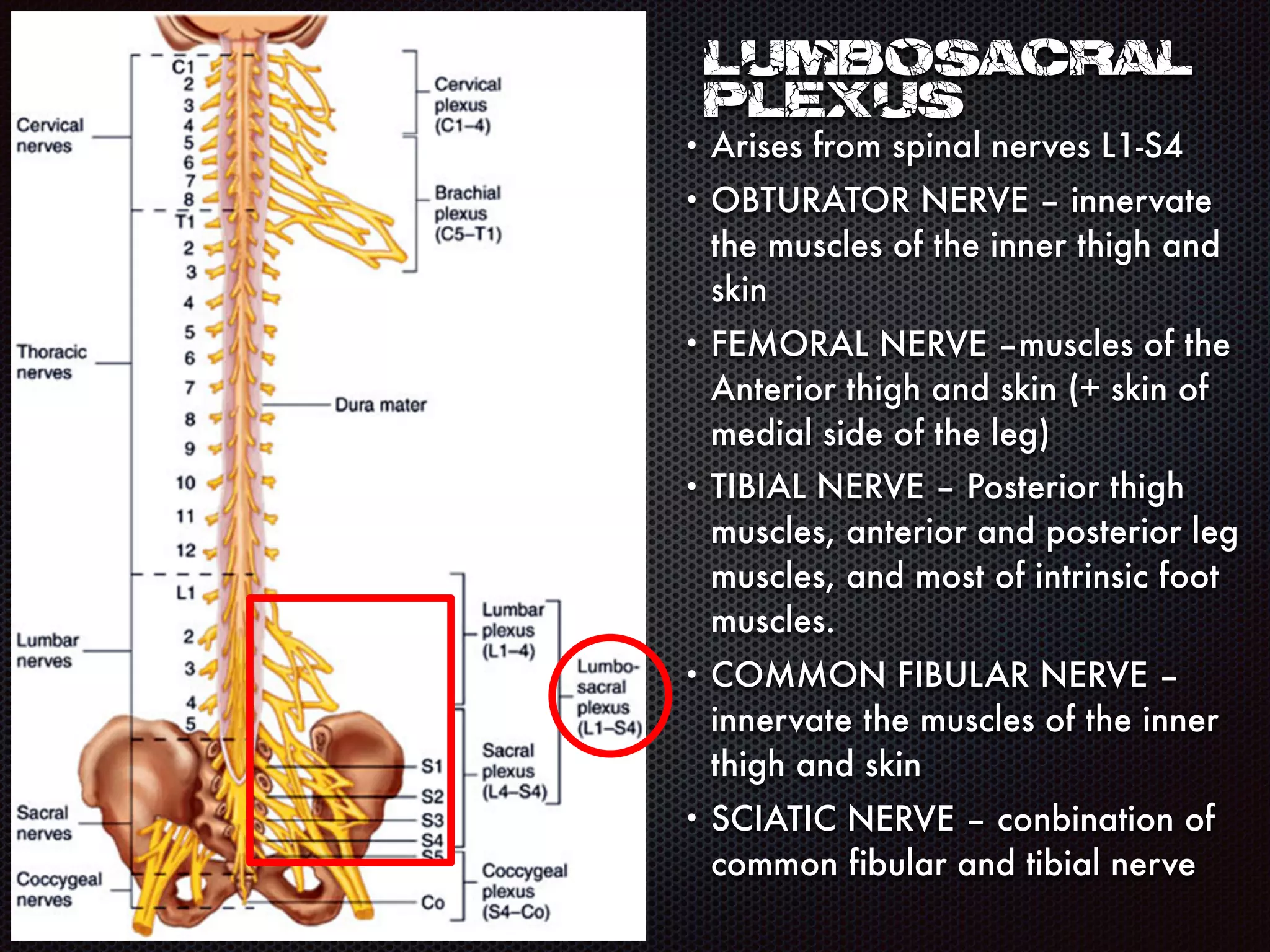 Lumbosacral
Plexus
• Arises from spinal nerves L1-S4
• OBTURATOR NERVE – innervate
the muscles of the inner thigh and
skin
• FEMORAL NERVE –muscles of the
Anterior thigh and skin (+ skin of
medial side of the leg)
• TIBIAL NERVE – Posterior thigh
muscles, anterior and posterior leg
muscles, and most of intrinsic foot
muscles.
• COMMON FIBULAR NERVE –
innervate the muscles of the inner
thigh and skin
• SCIATIC NERVE – conbination of
common fibular and tibial nerve
 