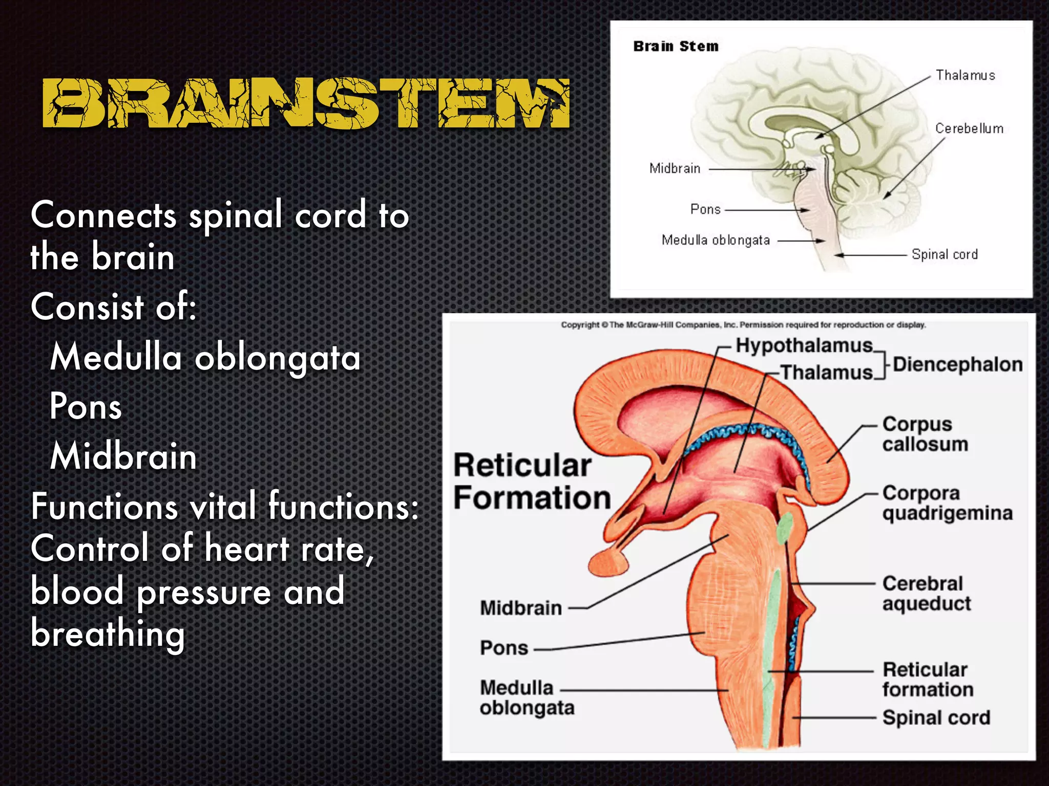 Brainstem
Connects spinal cord to
the brain
Consist of:
Medulla oblongata
Pons
Midbrain
Functions vital functions:
Control of heart rate,
blood pressure and
breathing
 