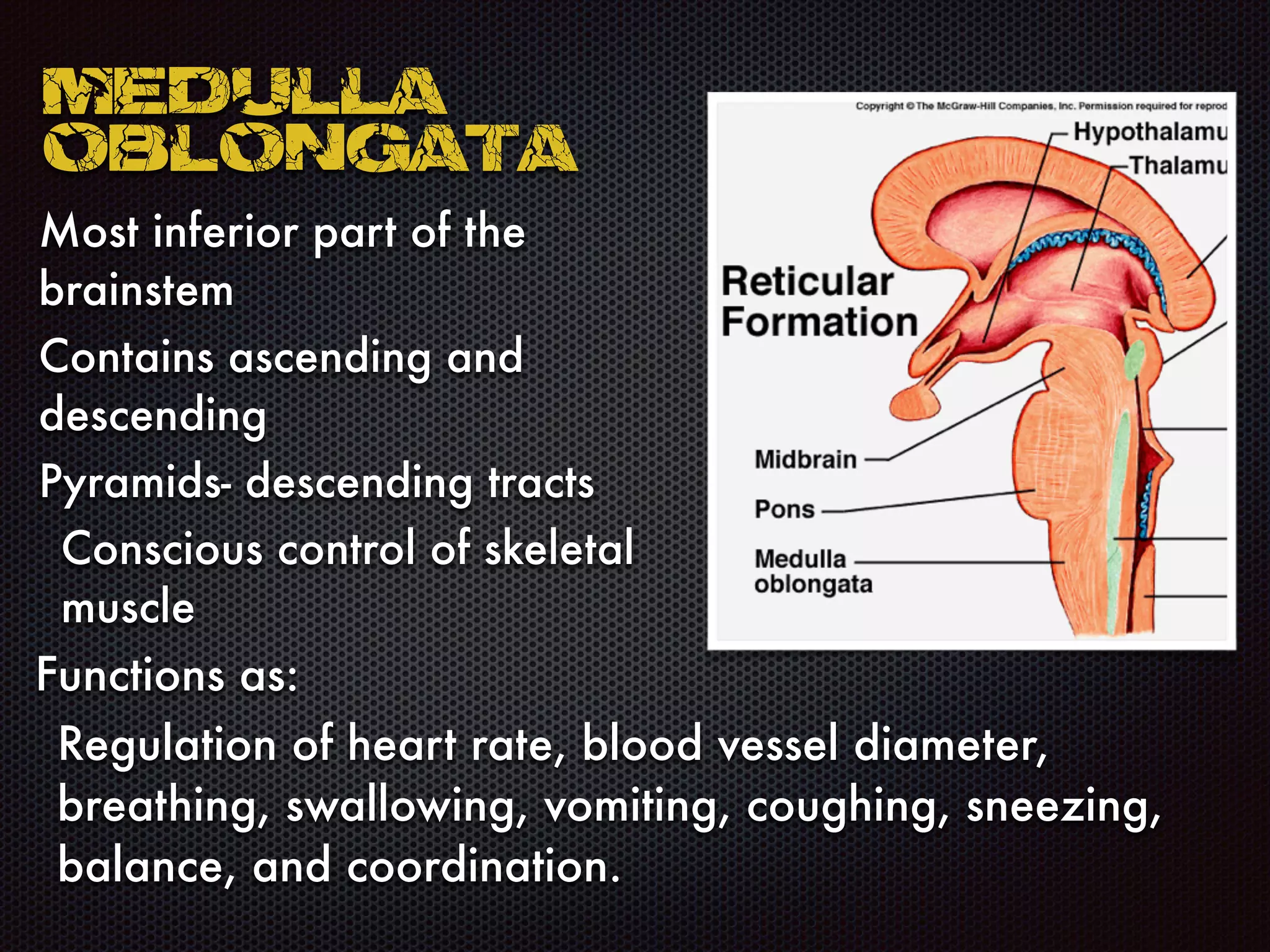 Medulla
Oblongata
Most inferior part of the
brainstem
Contains ascending and
descending
Pyramids- descending tracts
Conscious control of skeletal
muscle
Functions as:
Regulation of heart rate, blood vessel diameter,
breathing, swallowing, vomiting, coughing, sneezing,
balance, and coordination.
 