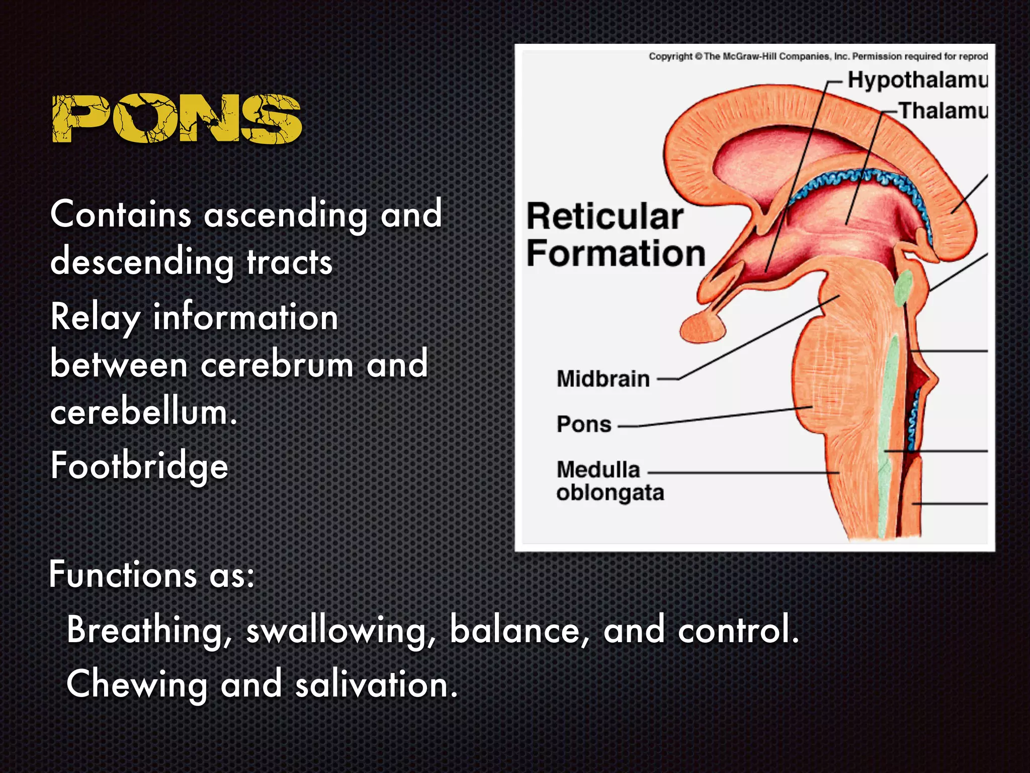 Pons
Contains ascending and
descending tracts
Relay information
between cerebrum and
cerebellum.
Footbridge
Functions as:
Breathing, swallowing, balance, and control.
Chewing and salivation.
 