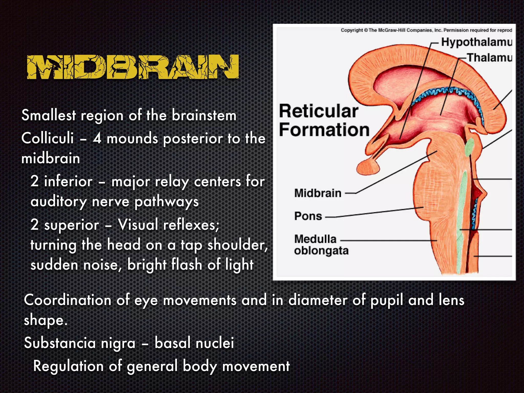 Midbrain
Smallest region of the brainstem
Colliculi – 4 mounds posterior to the
midbrain
2 inferior – major relay centers for
auditory nerve pathways
2 superior – Visual reflexes;
turning the head on a tap shoulder,
sudden noise, bright flash of light
Coordination of eye movements and in diameter of pupil and lens
shape.
Substancia nigra – basal nuclei
Regulation of general body movement
 