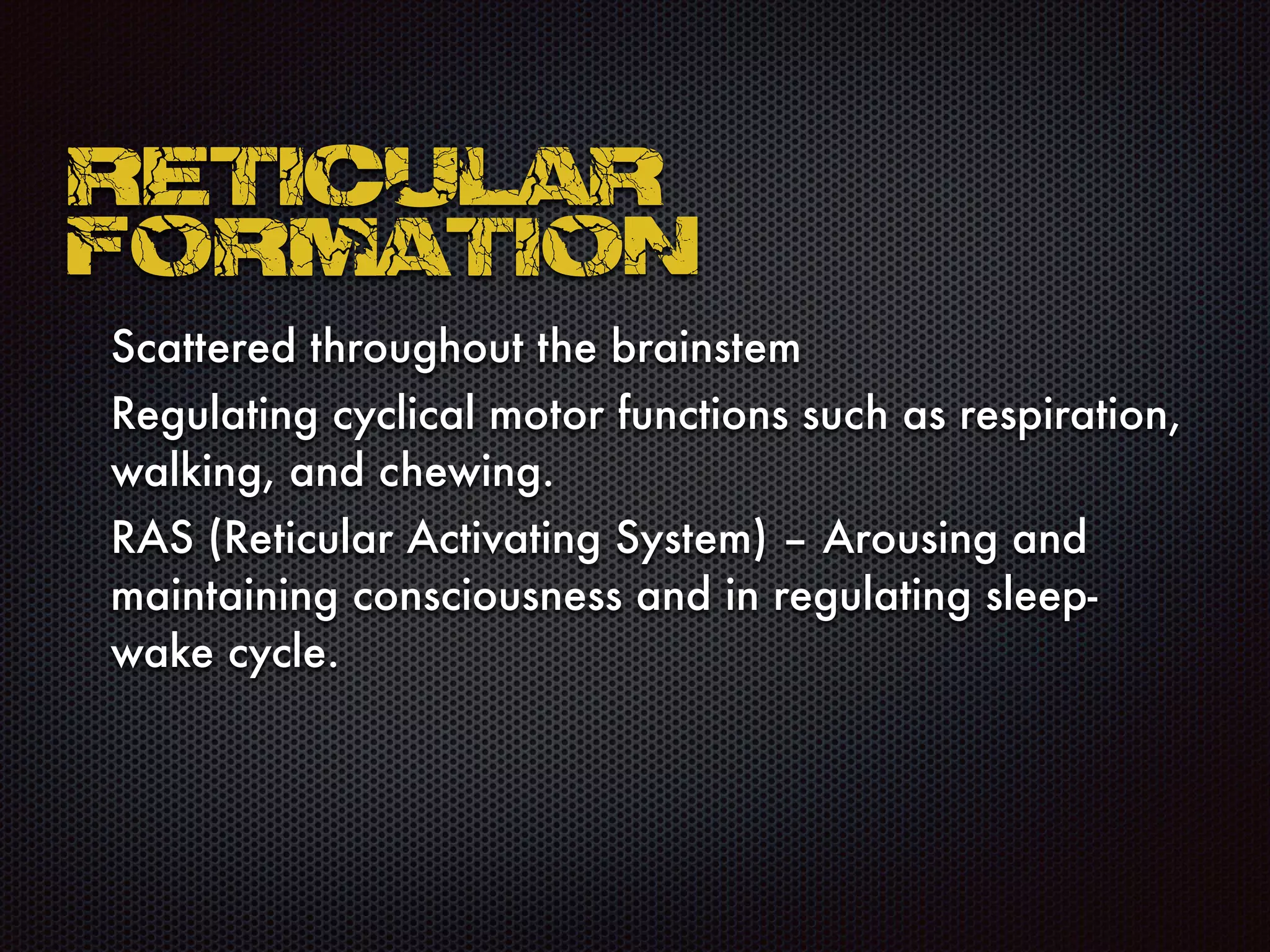 Reticular
formation
Scattered throughout the brainstem
Regulating cyclical motor functions such as respiration,
walking, and chewing.
RAS (Reticular Activating System) – Arousing and
maintaining consciousness and in regulating sleep-
wake cycle.
 
