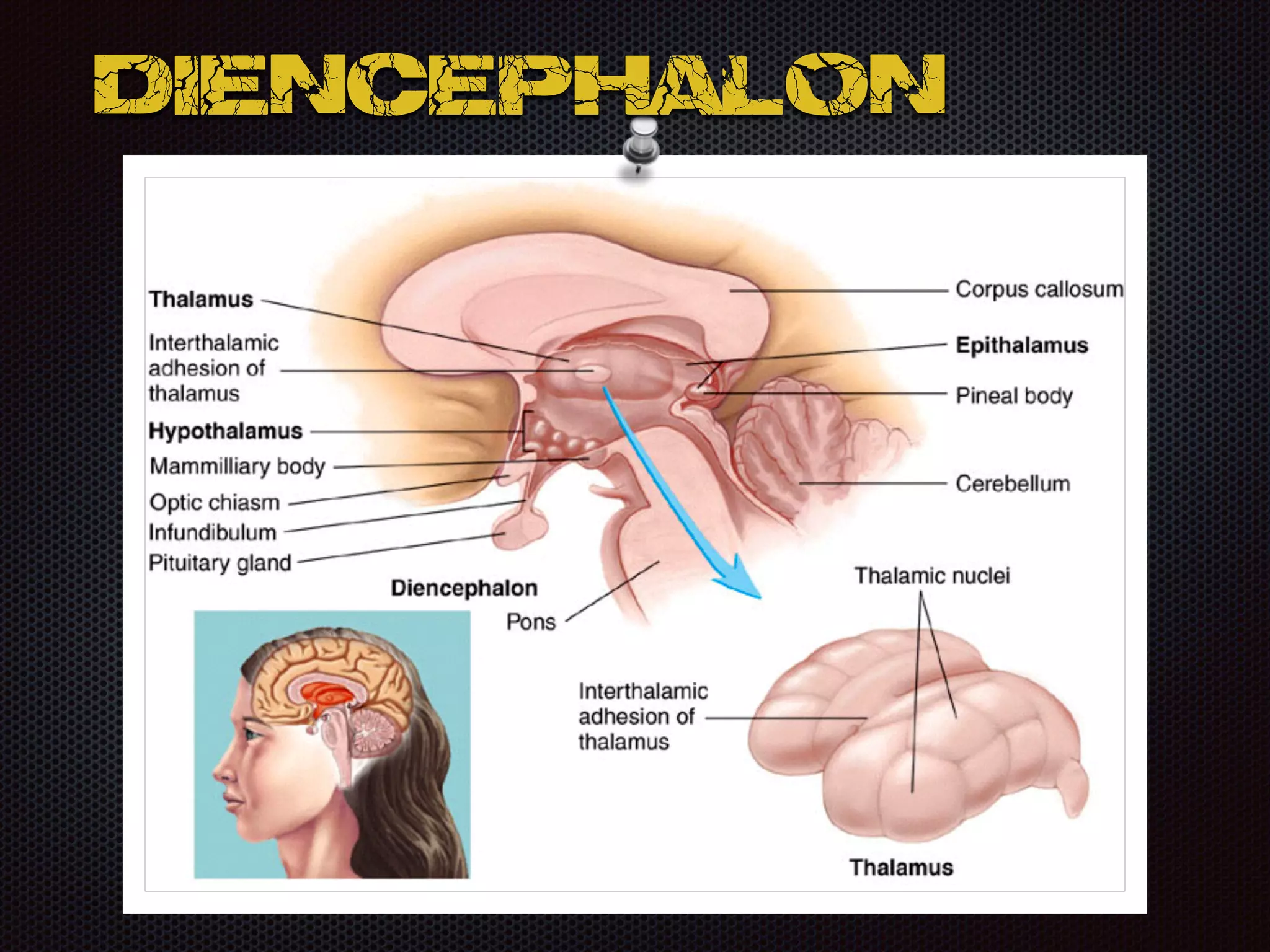 Diencephalon
 