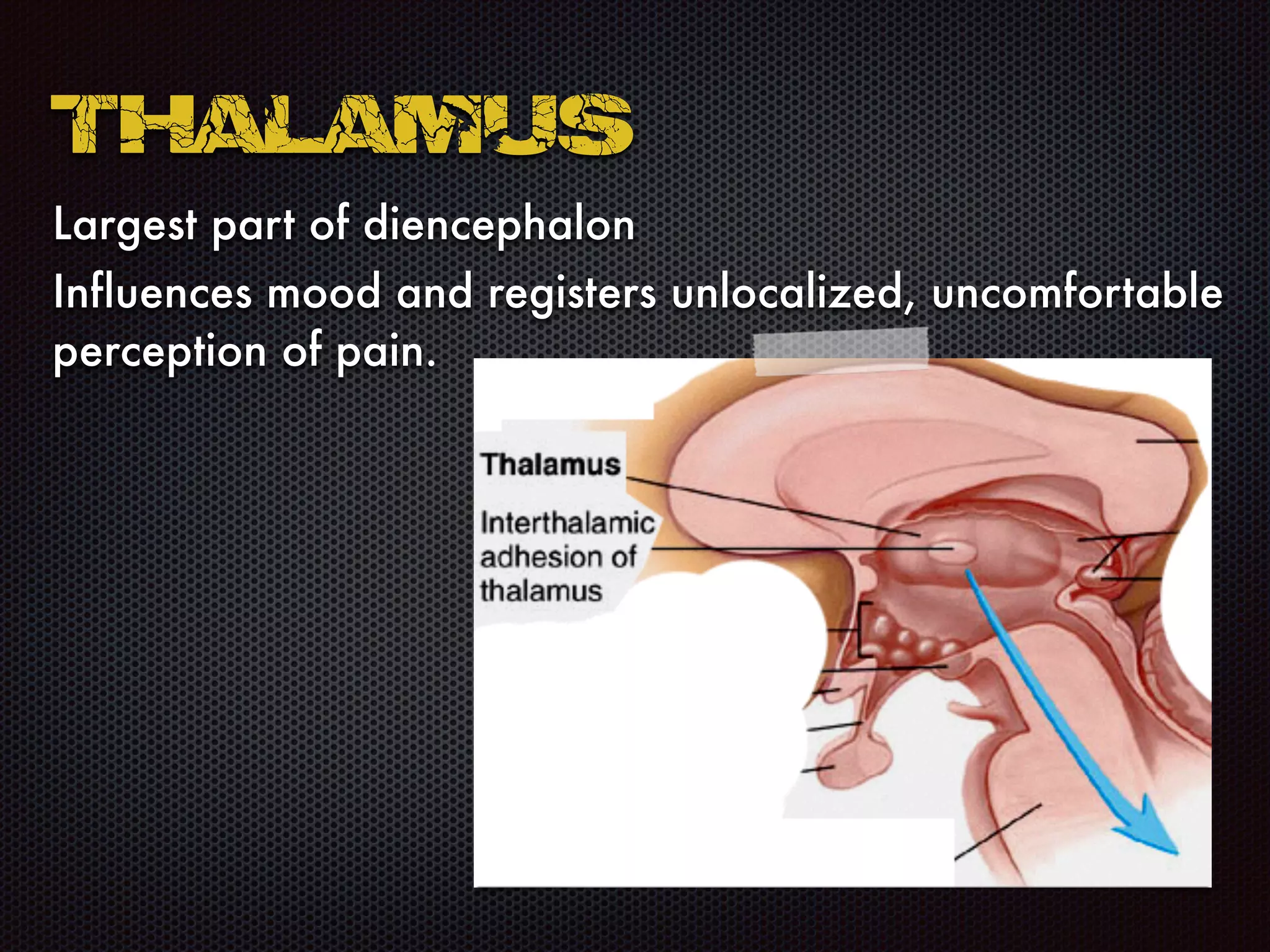Largest part of diencephalon
Influences mood and registers unlocalized, uncomfortable
perception of pain.
Thalamus
 