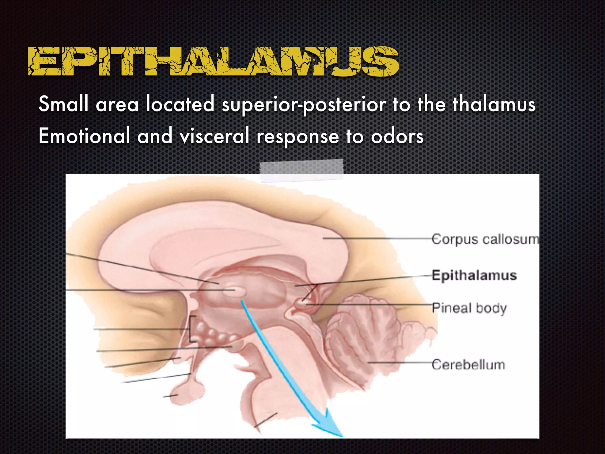 Small area located superior-posterior to the thalamus
Emotional and visceral response to odors
Epithalamus
 