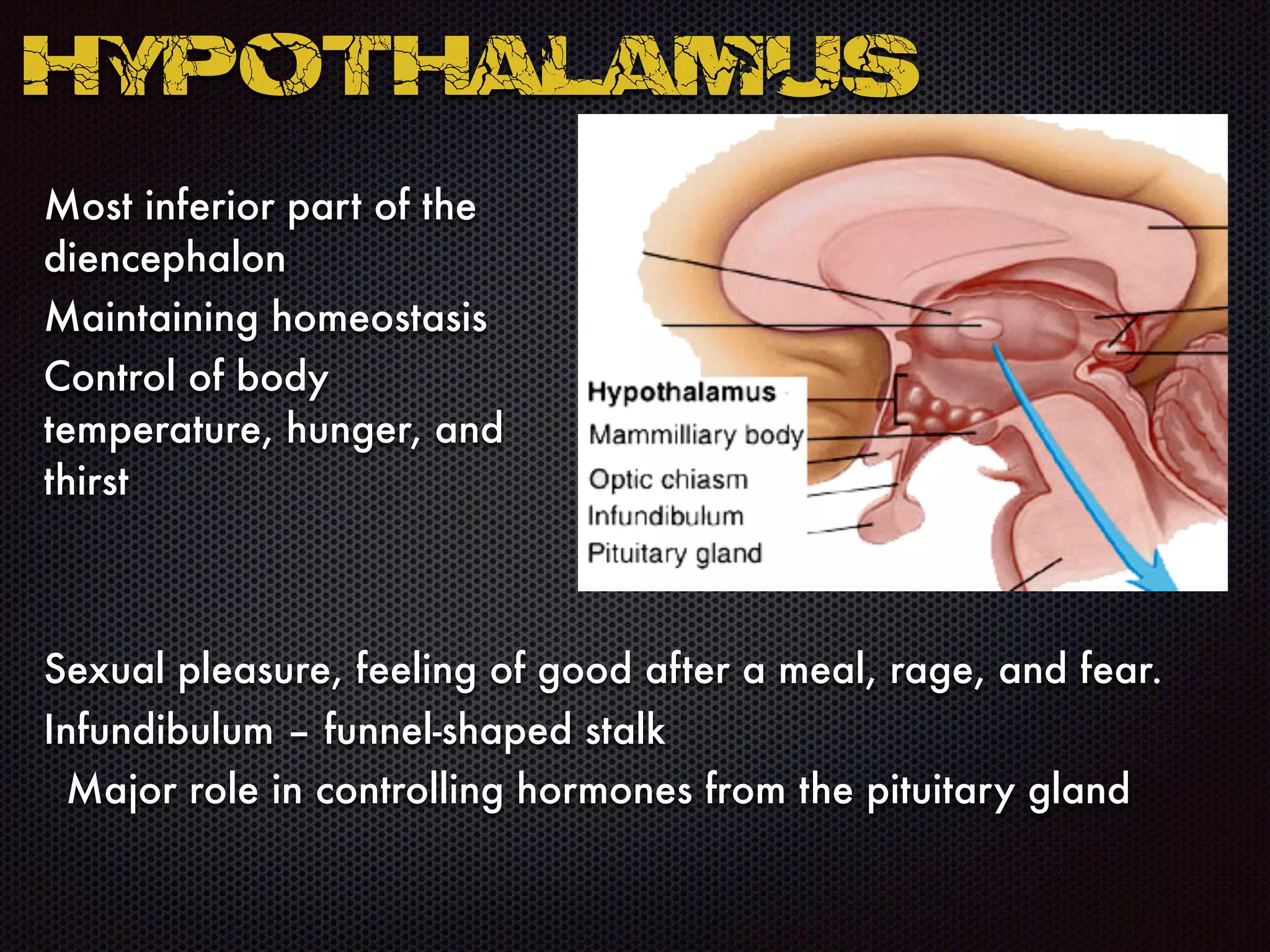 Most inferior part of the
diencephalon
Maintaining homeostasis
Control of body
temperature, hunger, and
thirst
Hypothalamus
Sexual pleasure, feeling of good after a meal, rage, and fear.
Infundibulum – funnel-shaped stalk
Major role in controlling hormones from the pituitary gland
 