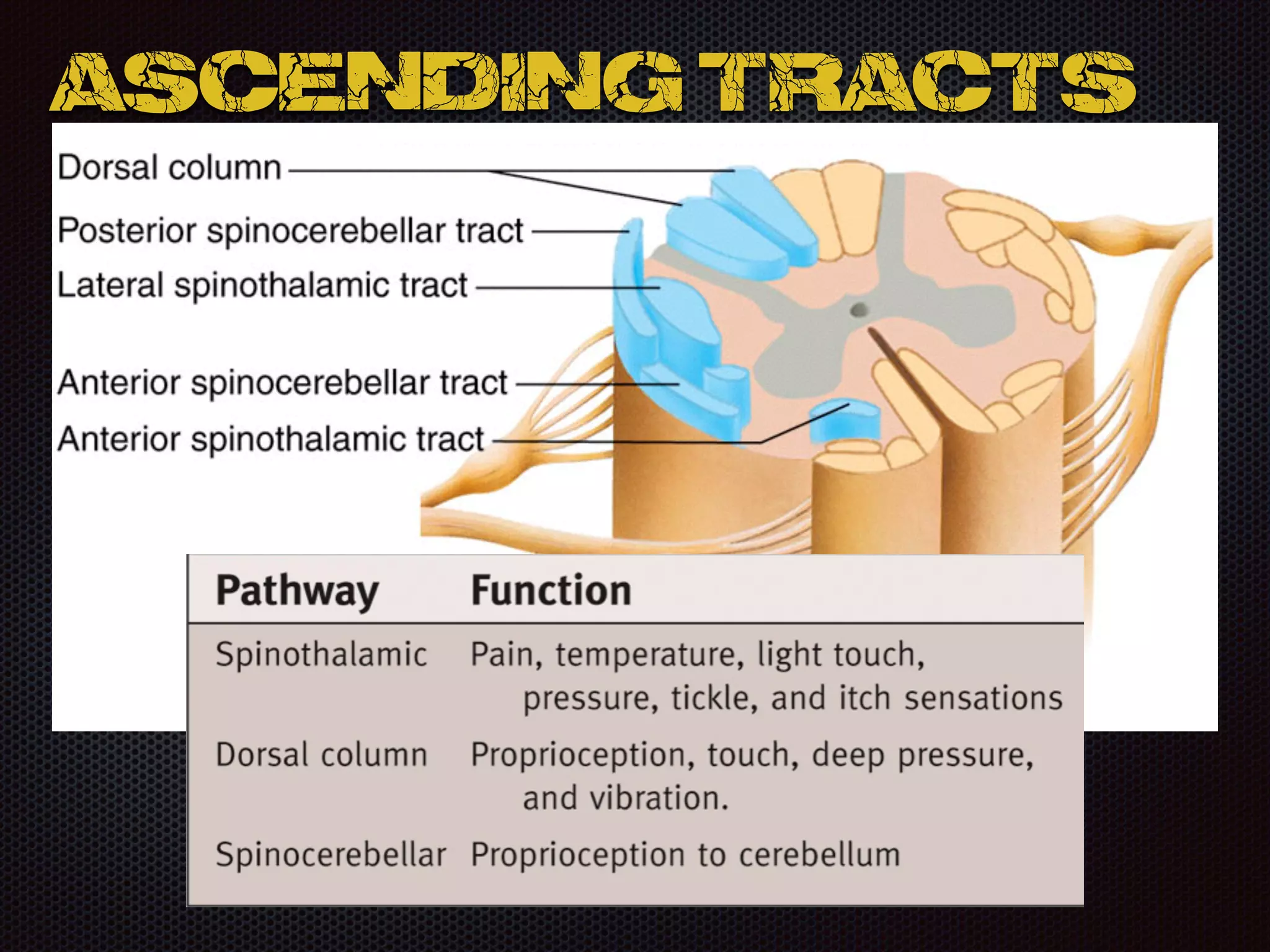 Ascending Tracts
 