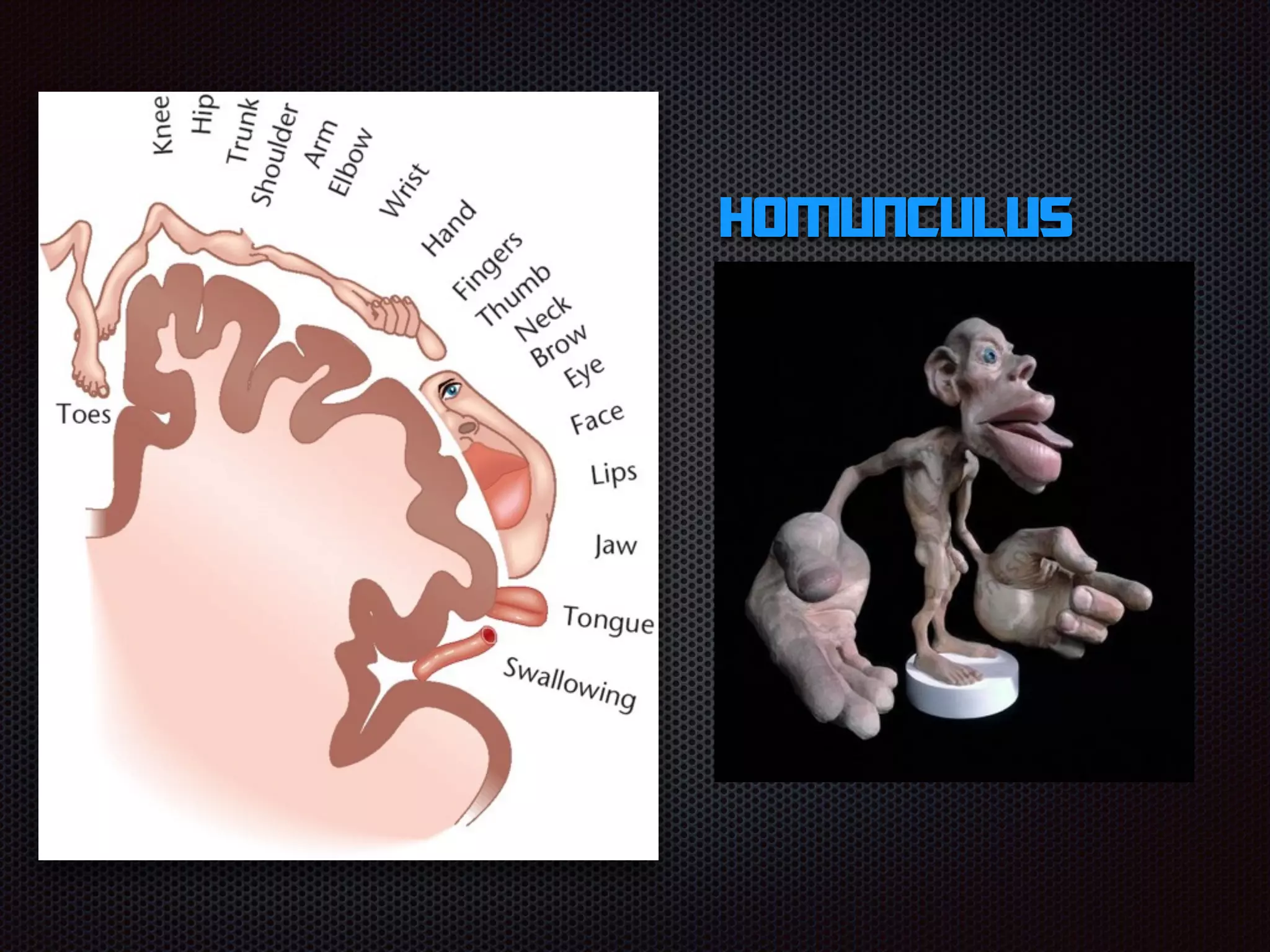 Homunculus
 