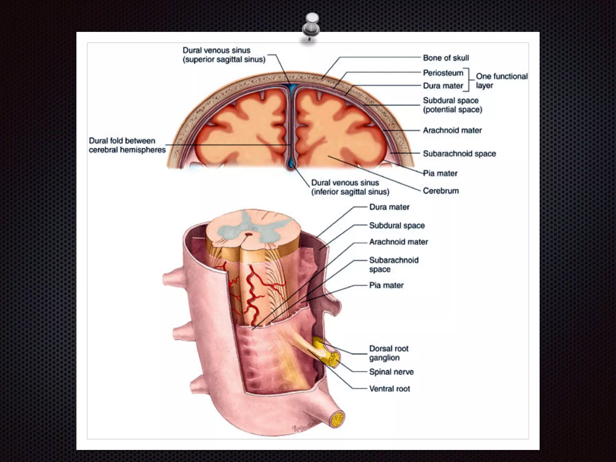 Chapter 8  nervous system