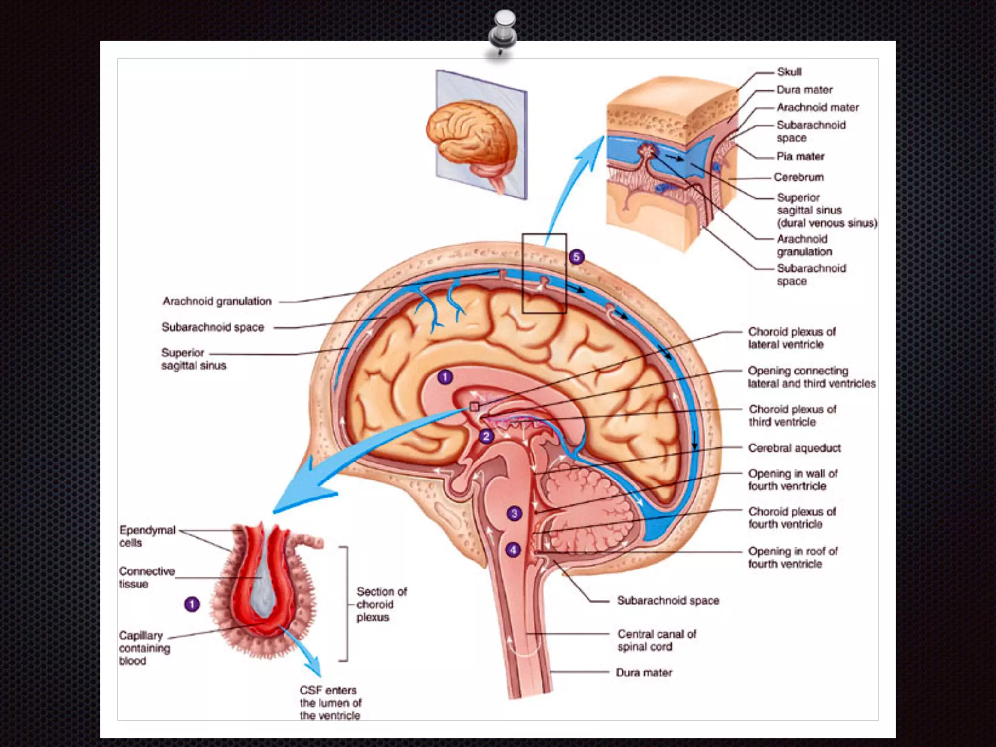 Chapter 8  nervous system