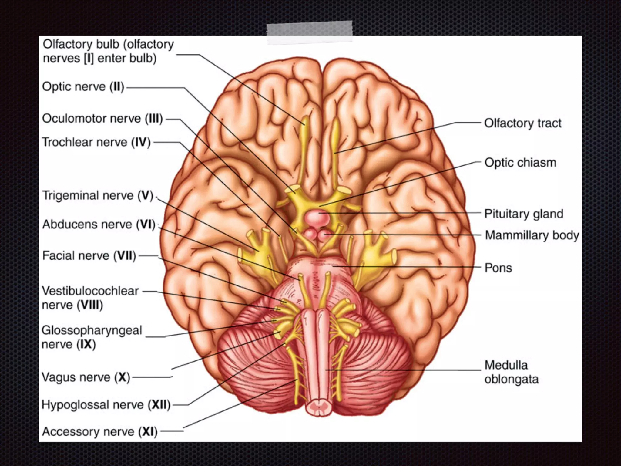 Chapter 8  nervous system